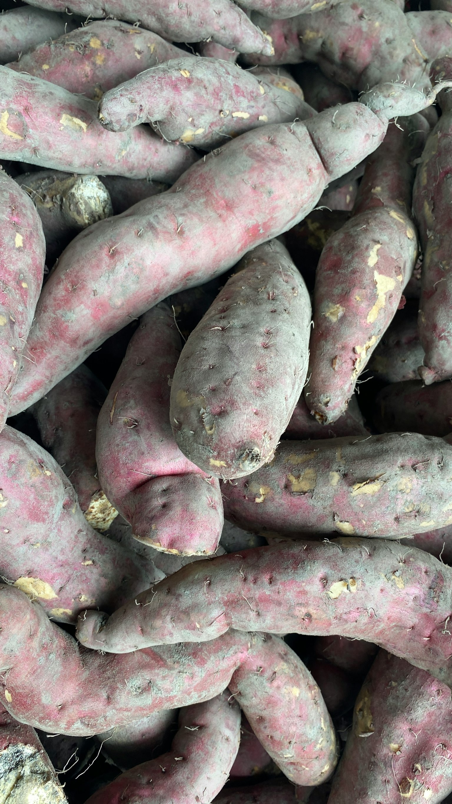 Ein Haufen lila Süßkartoffeln mit rauer Haut