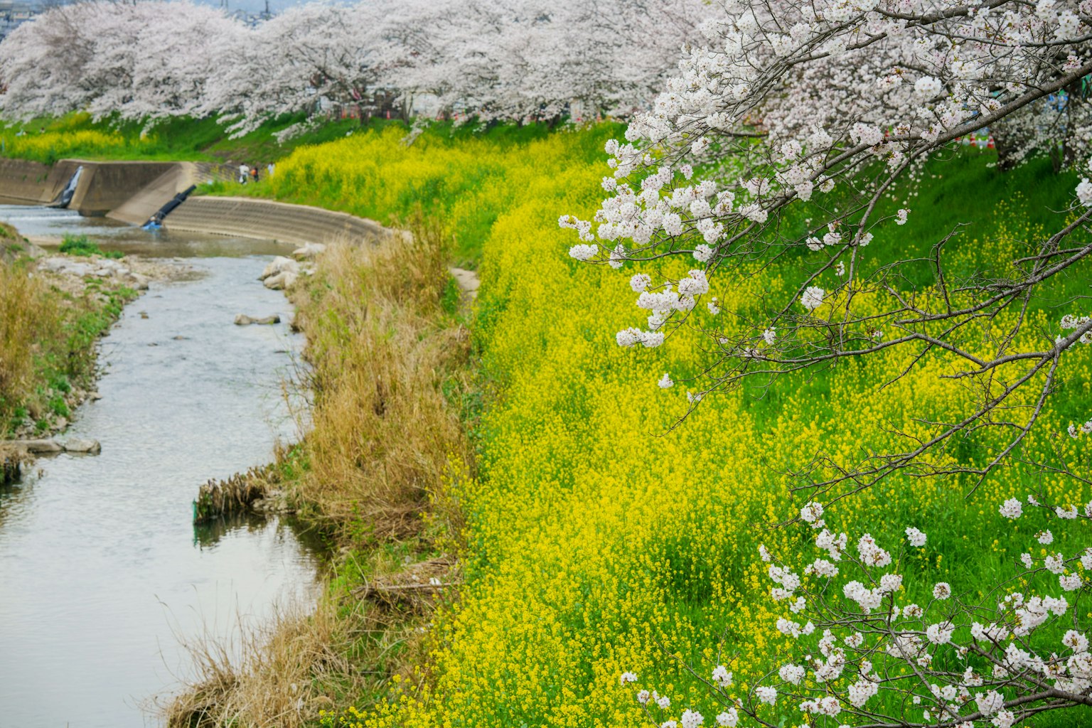 Malersicher Blick auf Kirschblüten und gelbe Blumen an einem Fluss