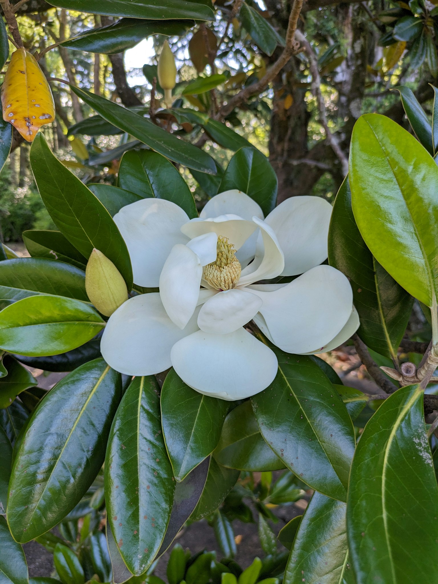 白色花瓣和光滑綠色葉子的木蘭花
