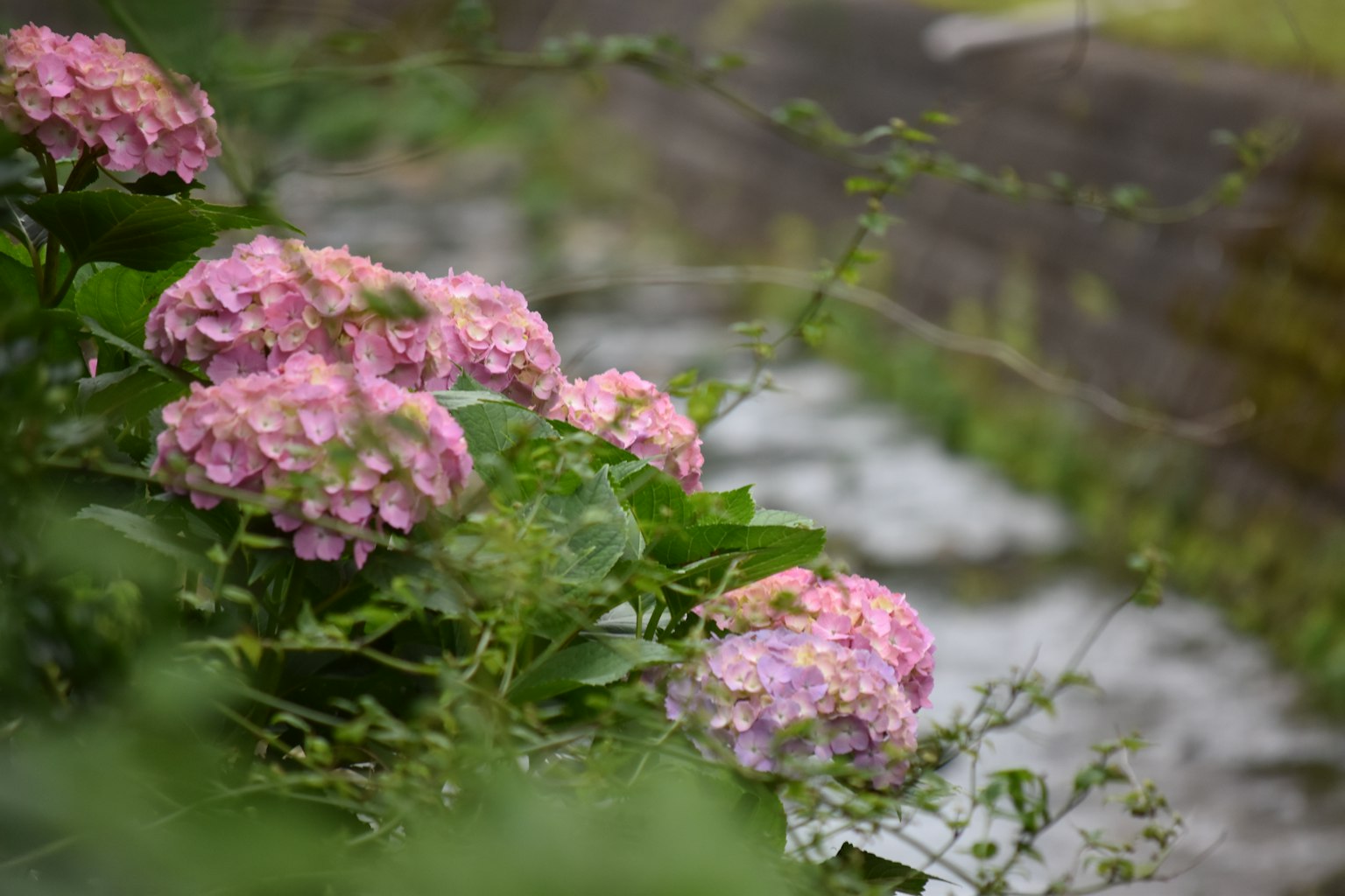 Flores de hortensia rosa rodeadas de hojas verdes