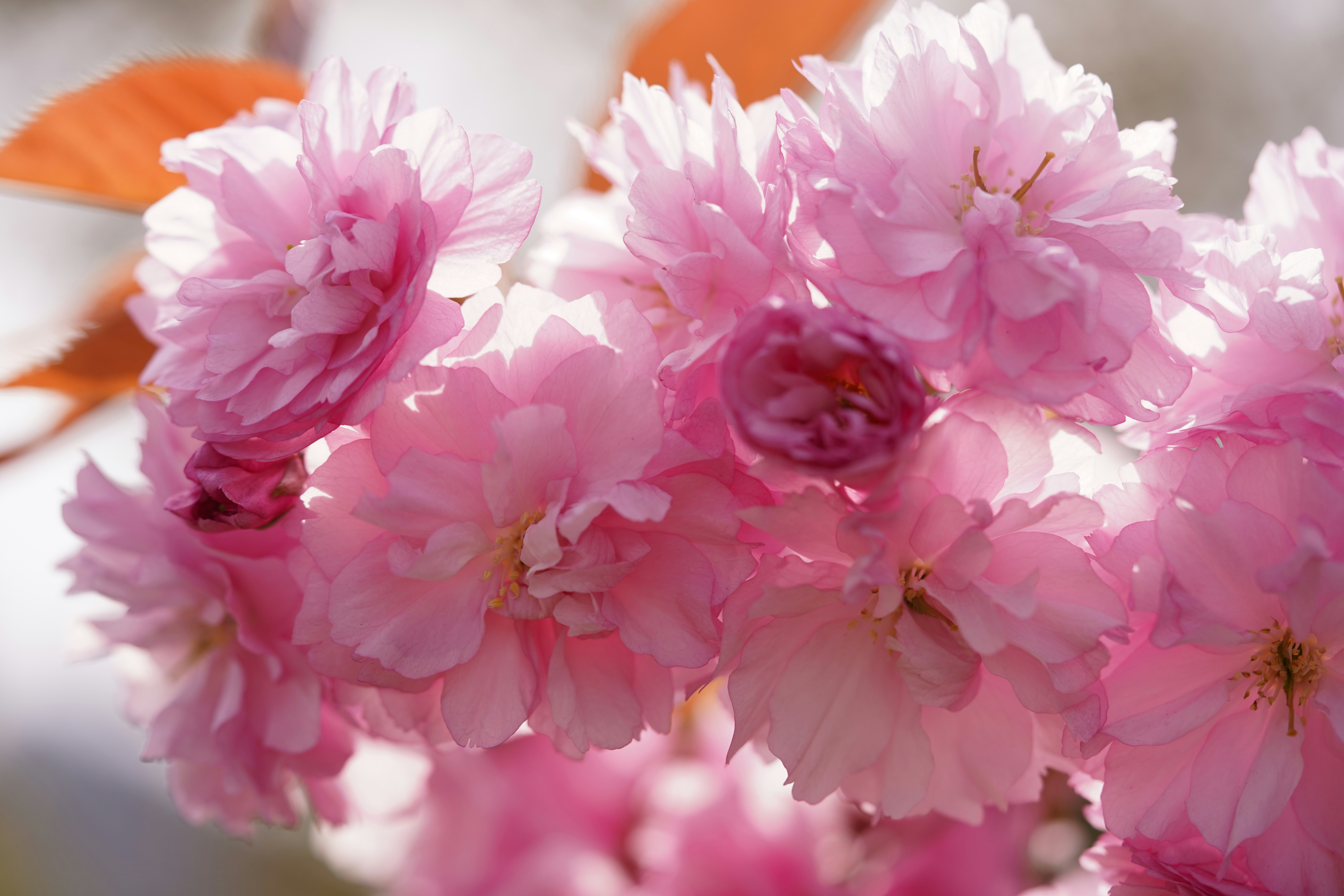 ピンクの花びらが重なる桜のような花のクローズアップ