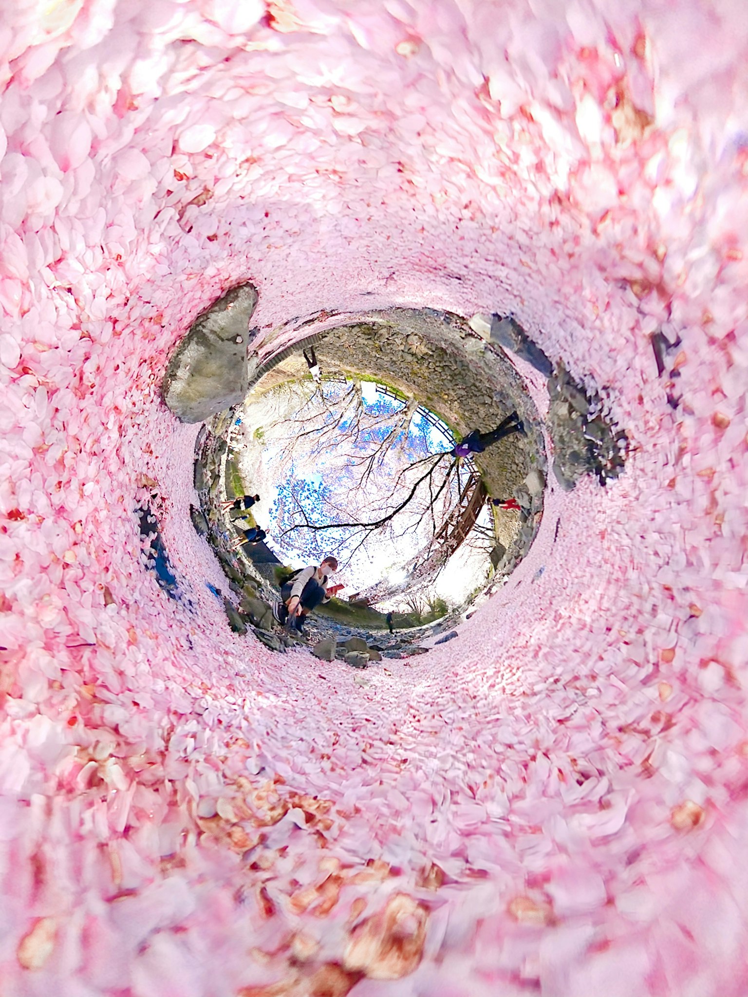 Vista dall'interno di una struttura circolare foderata di petali di ciliegio