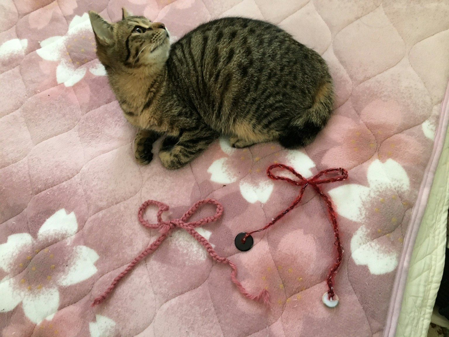 Un chaton assis sur une couverture rose avec des rubans à proximité