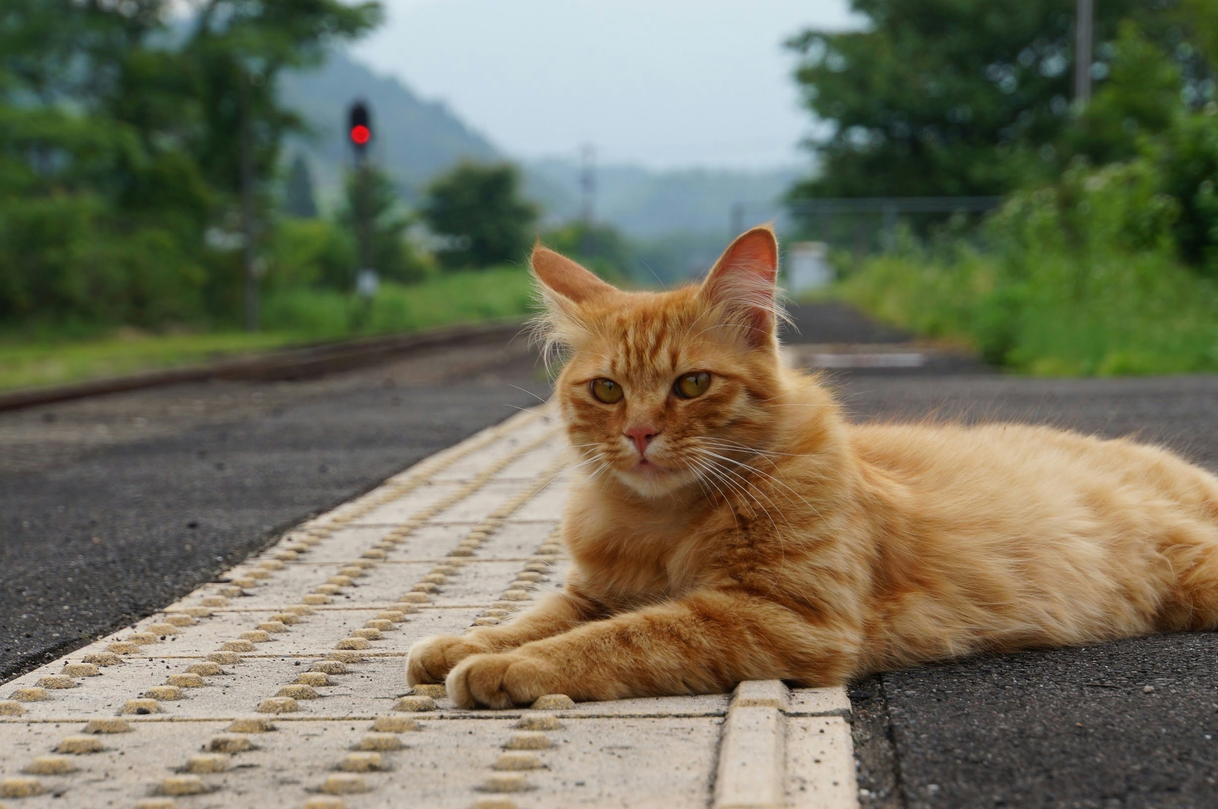 道路の縁でくつろぐオレンジの猫