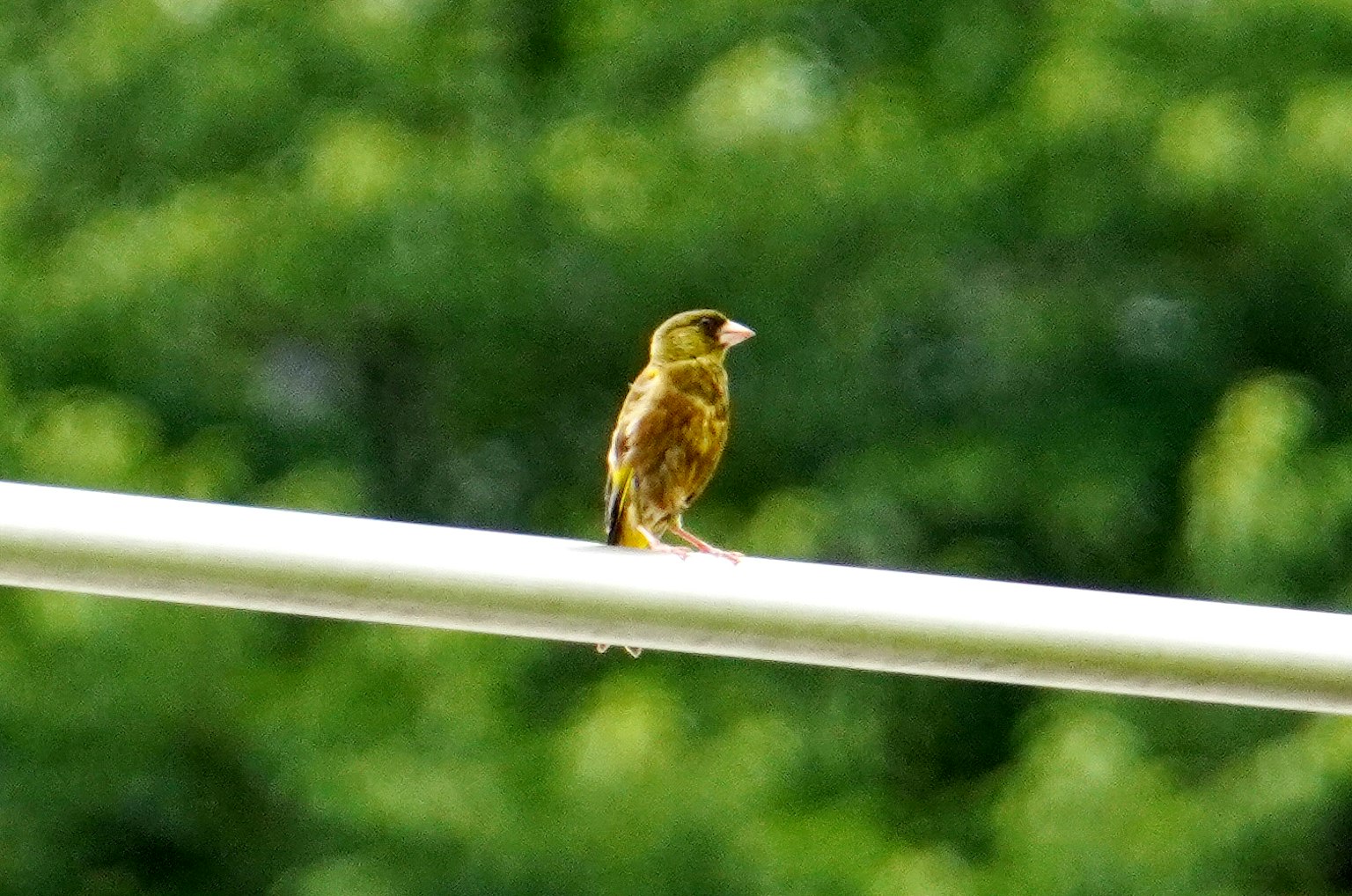 Ein kleiner Vogel sitzt auf einem weißen Pfosten vor einem grünen Hintergrund
