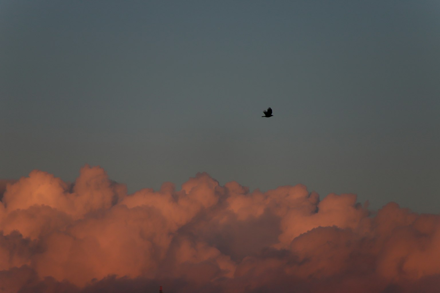 Nuvole arancioni contro un cielo blu con un uccello