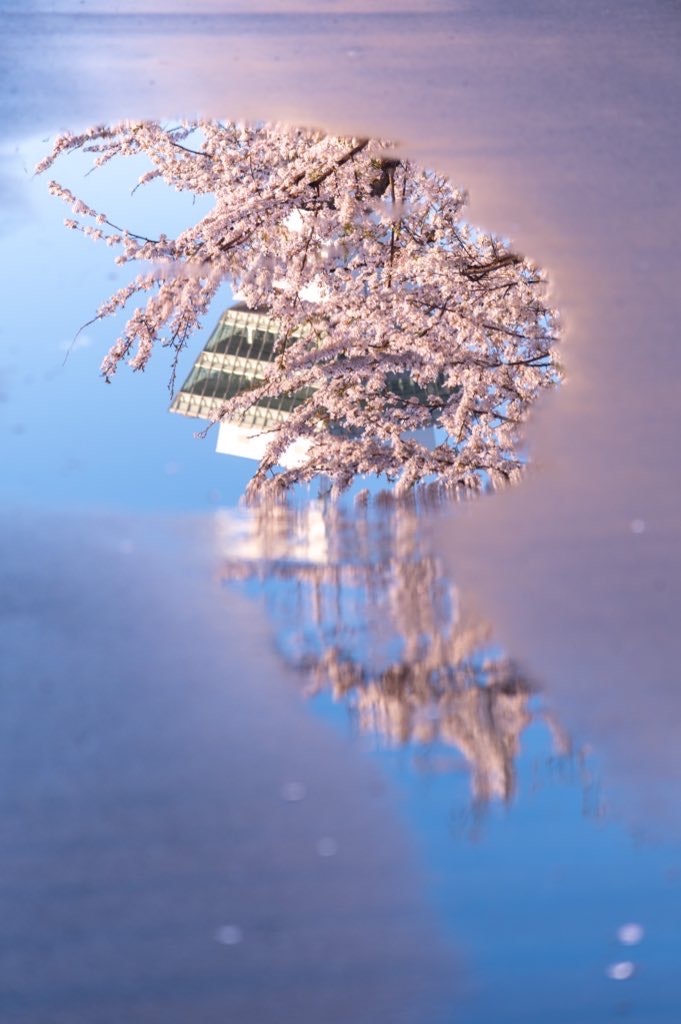 函馆五稜郭樱花与雨后水面的倒影