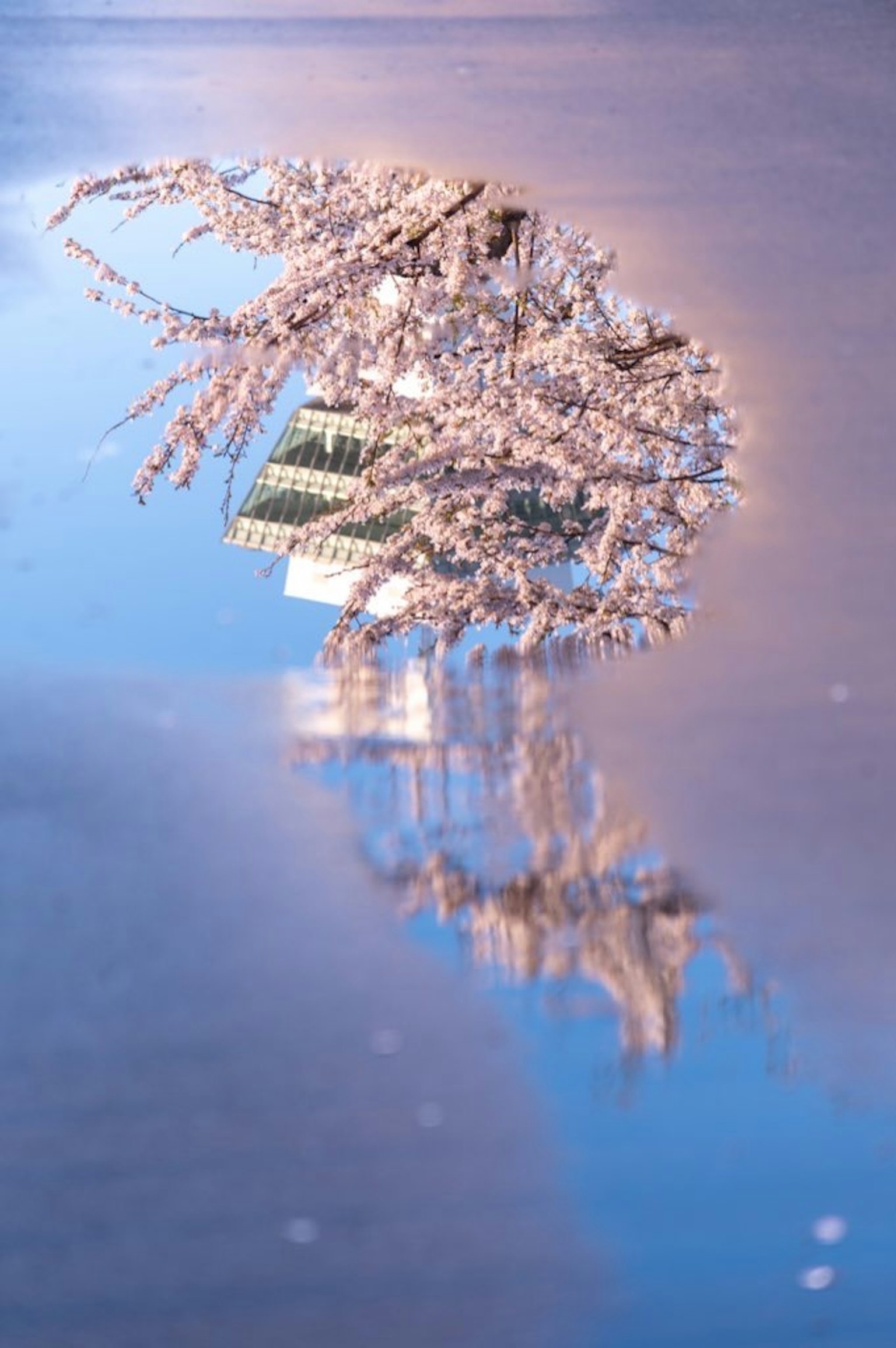 การสะท้อนที่สวยงามของกิ่งซากุระและท้องฟ้าสีฟ้าบนผิวน้ำ