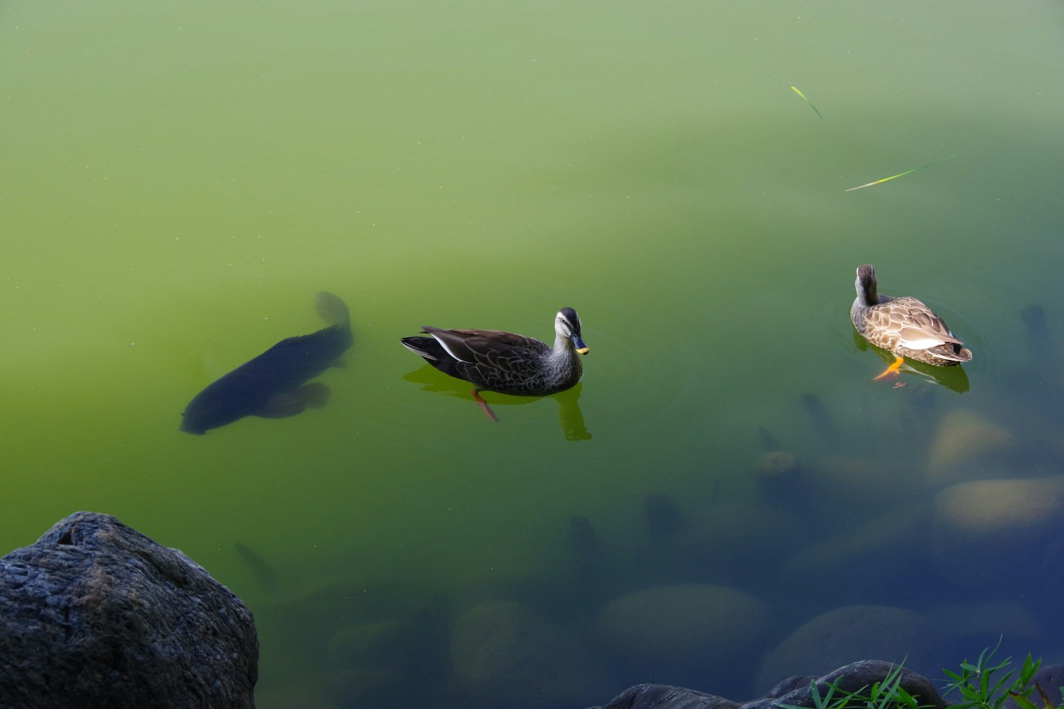 Dua bebek mengapung di kolam hijau dengan bayangan ikan