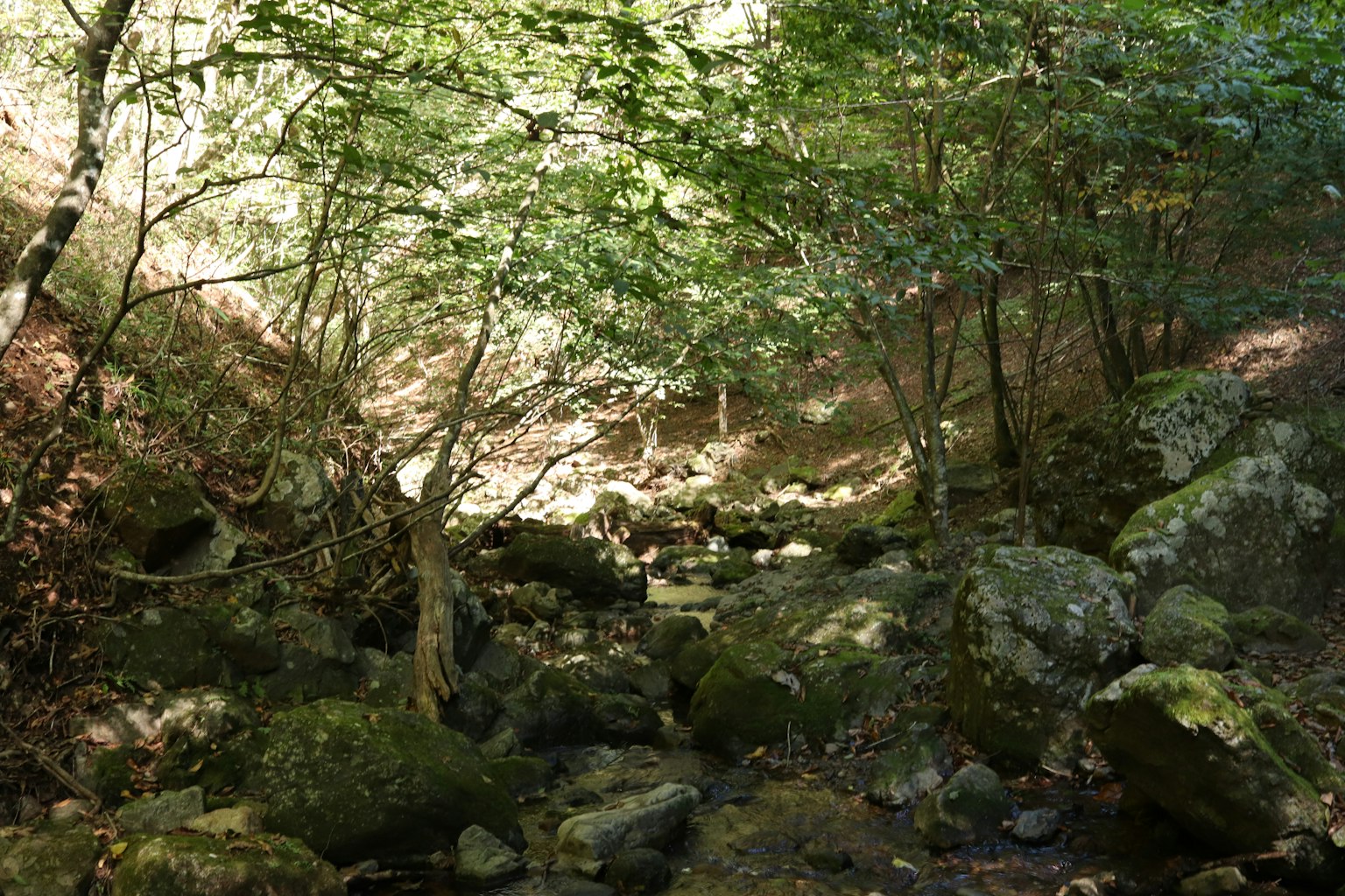 Un ruscello sereno che scorre attraverso una foresta con rocce coperte di muschio