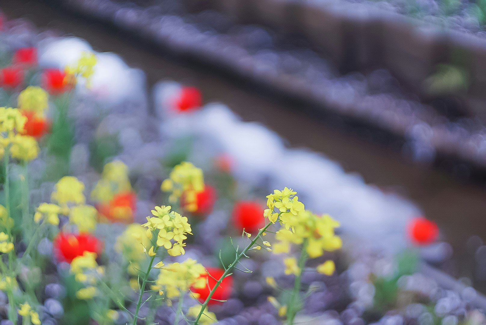 花壇の色とりどりの小花とボケた並木