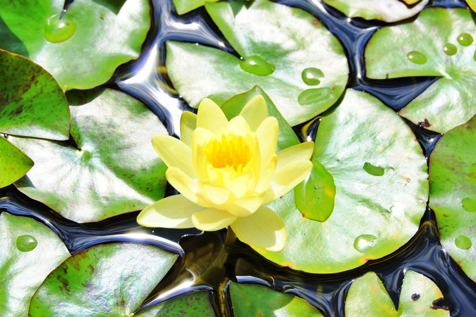 Yellow water lily flower floating on green lily pads