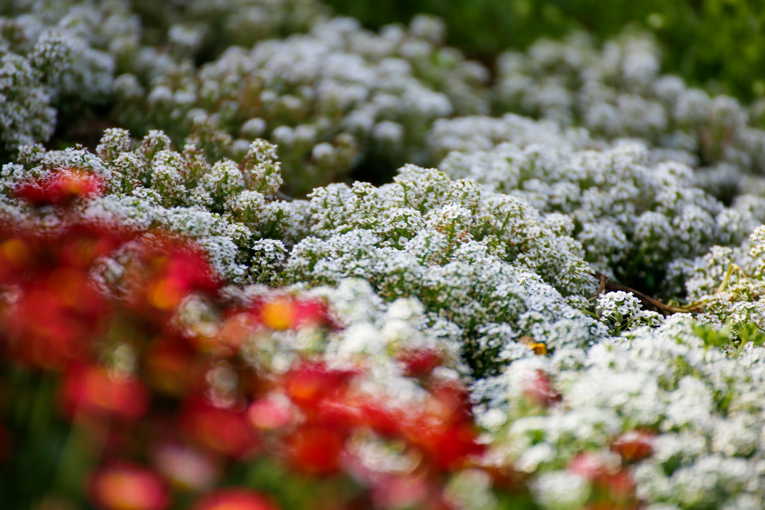 Belle scène de jardin avec un mélange de fleurs blanches et rouges