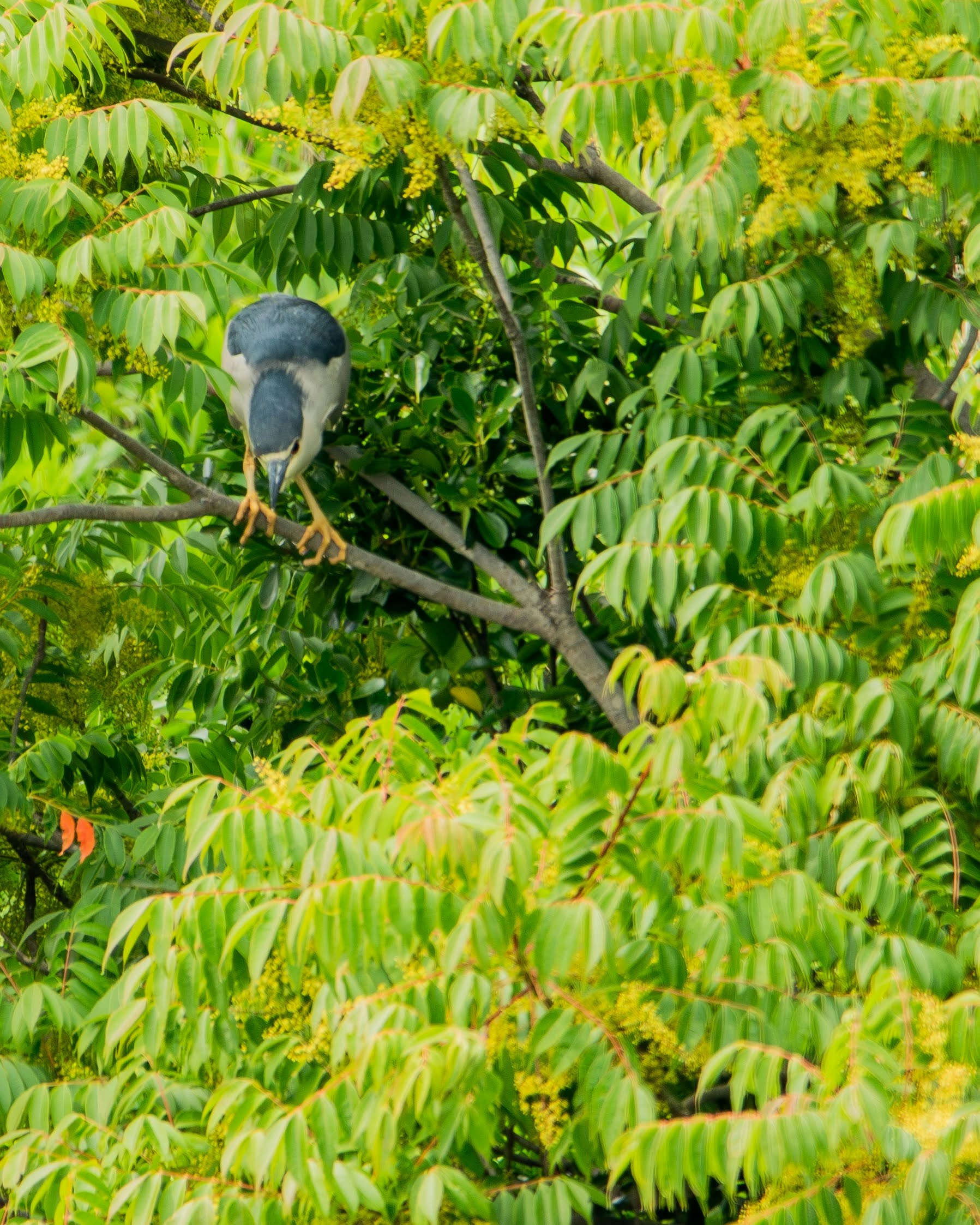 山口県宇部市のゴイサギが木の枝にとまる野鳥の姿