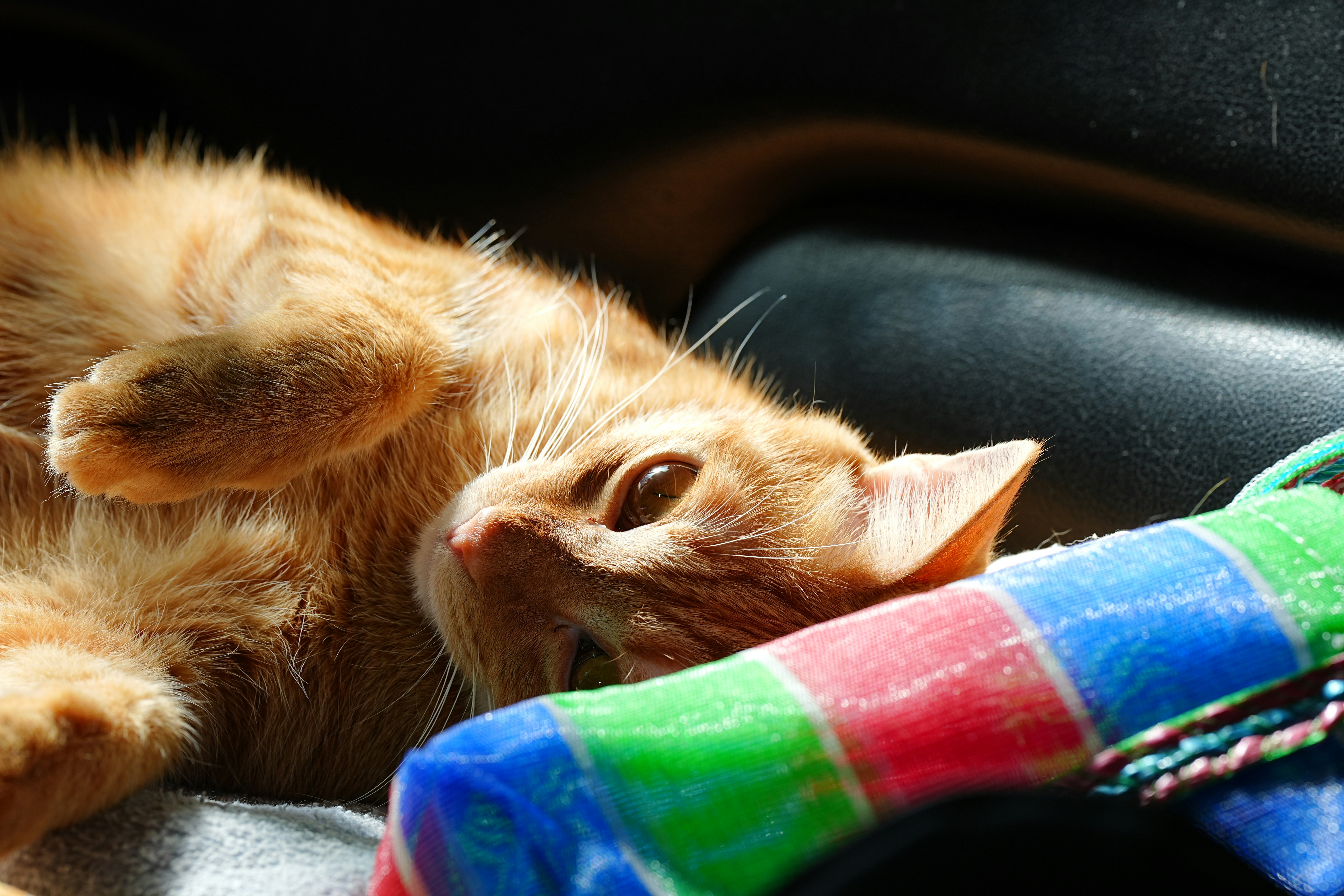 毛並みのある子猫がカラフルな布の上でくつろぐ