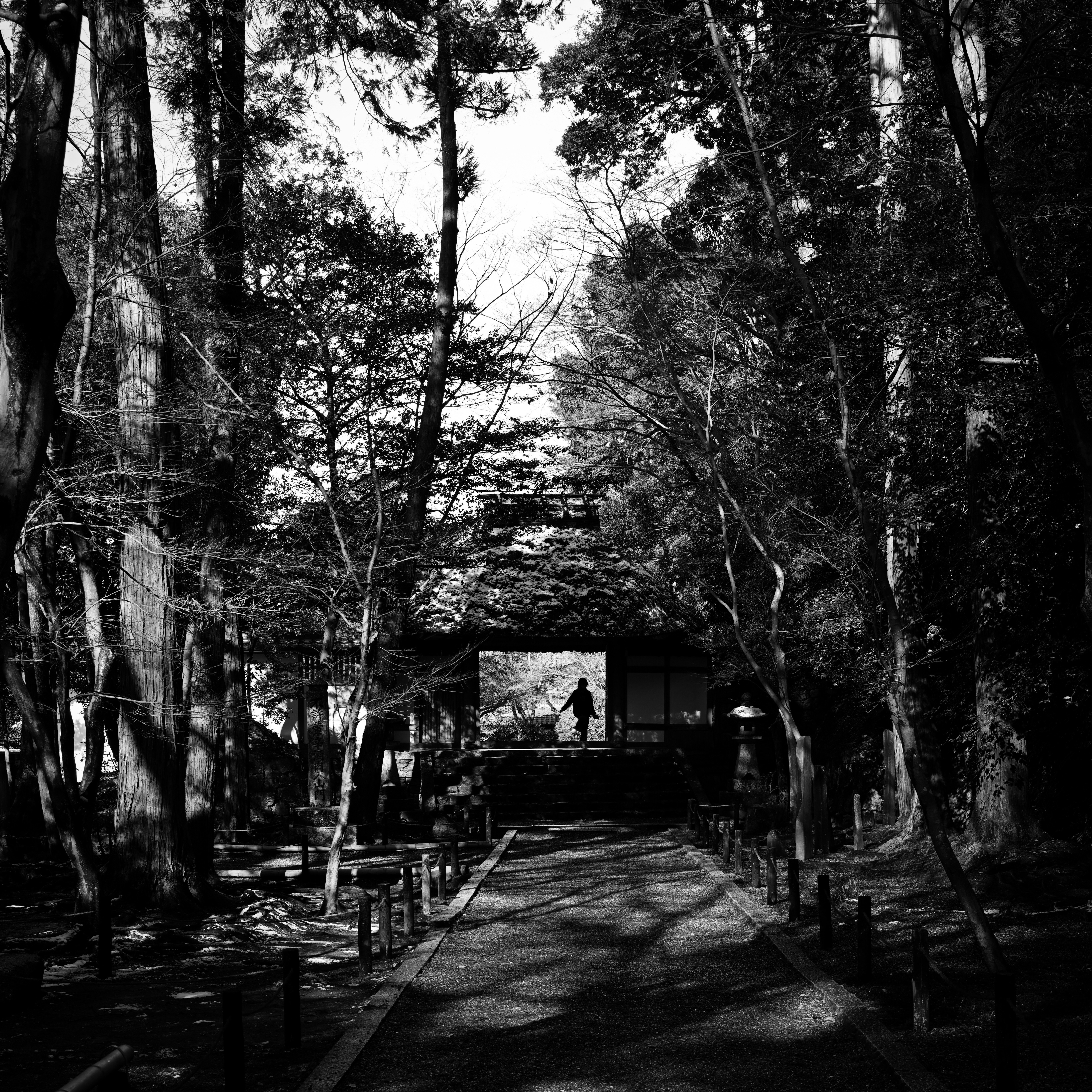 冬の静かな山門のある森の参道