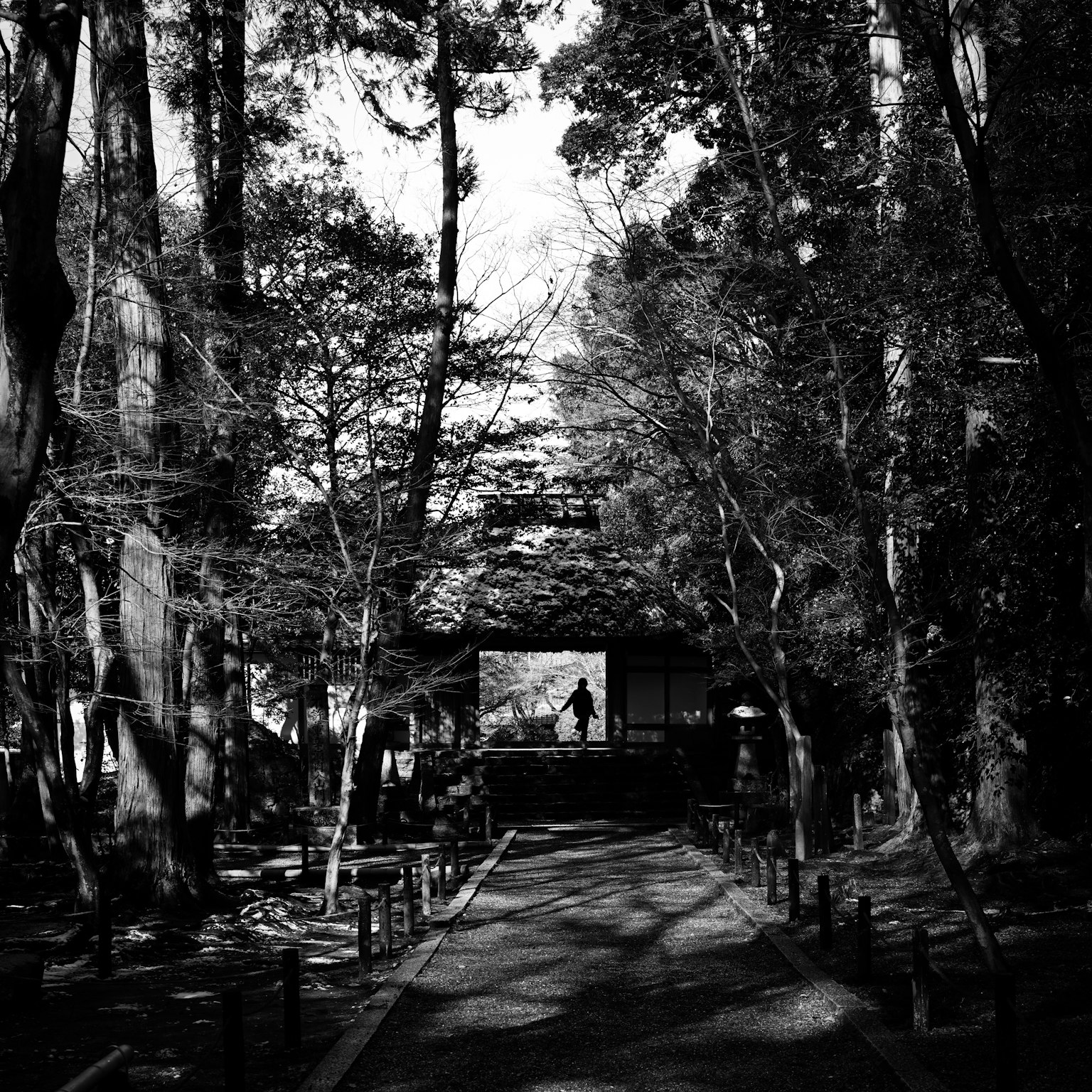 黒白の森の中の小道と影が映る風景