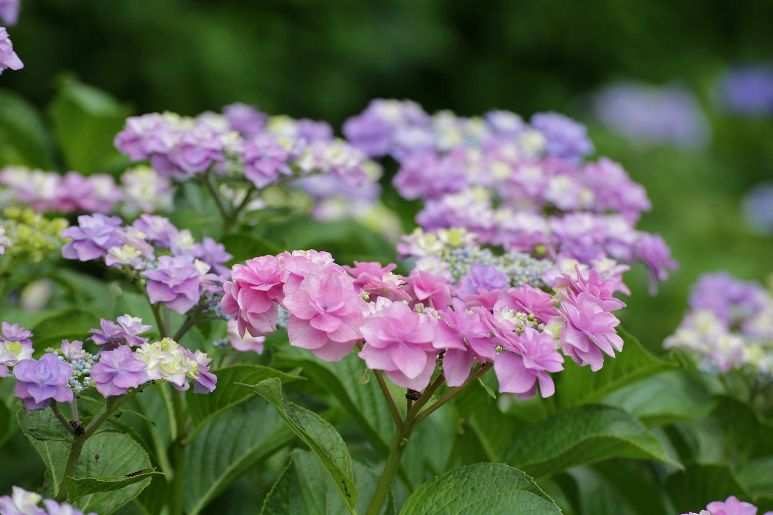 Bunga hortensia merah muda dan ungu yang cantik mekar di taman