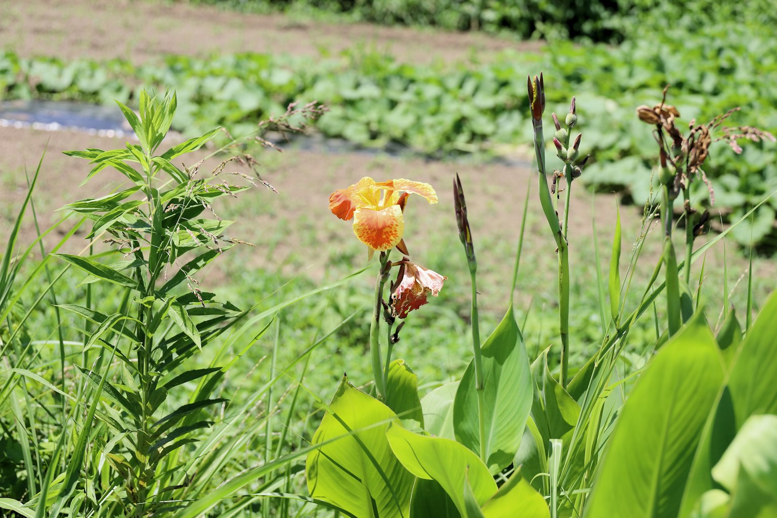 Orange flower blooming among green leaves in a field
