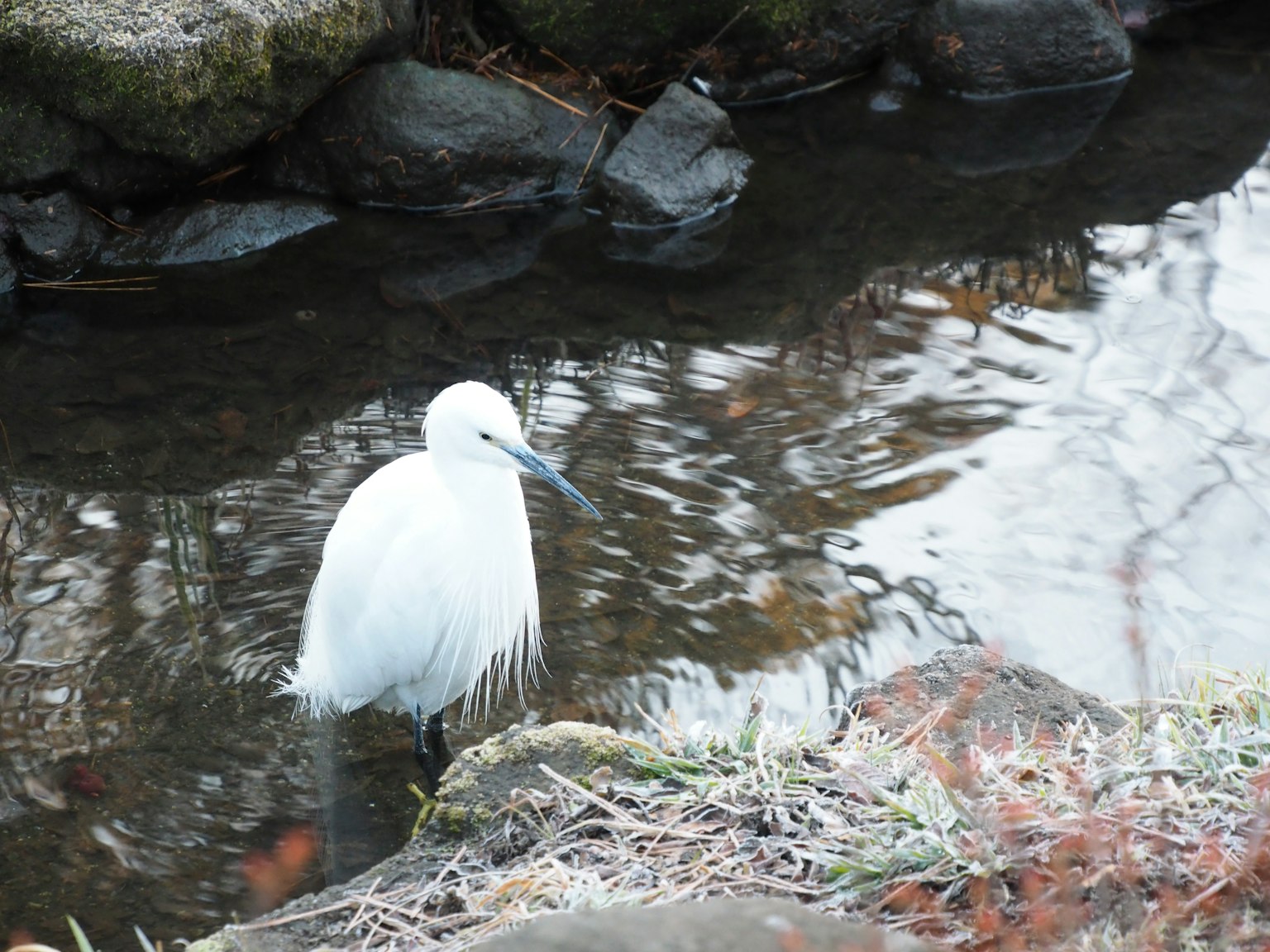 Un airone bianco in piedi vicino all'acqua