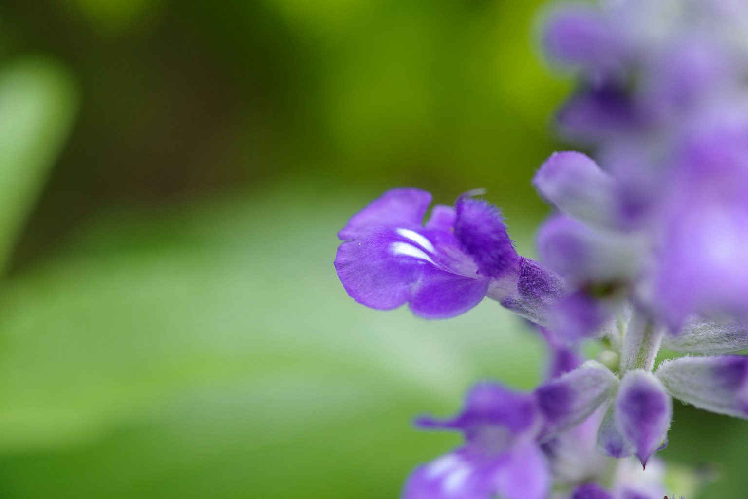 Gros plan d'une fleur violette vibrant sur un fond vert