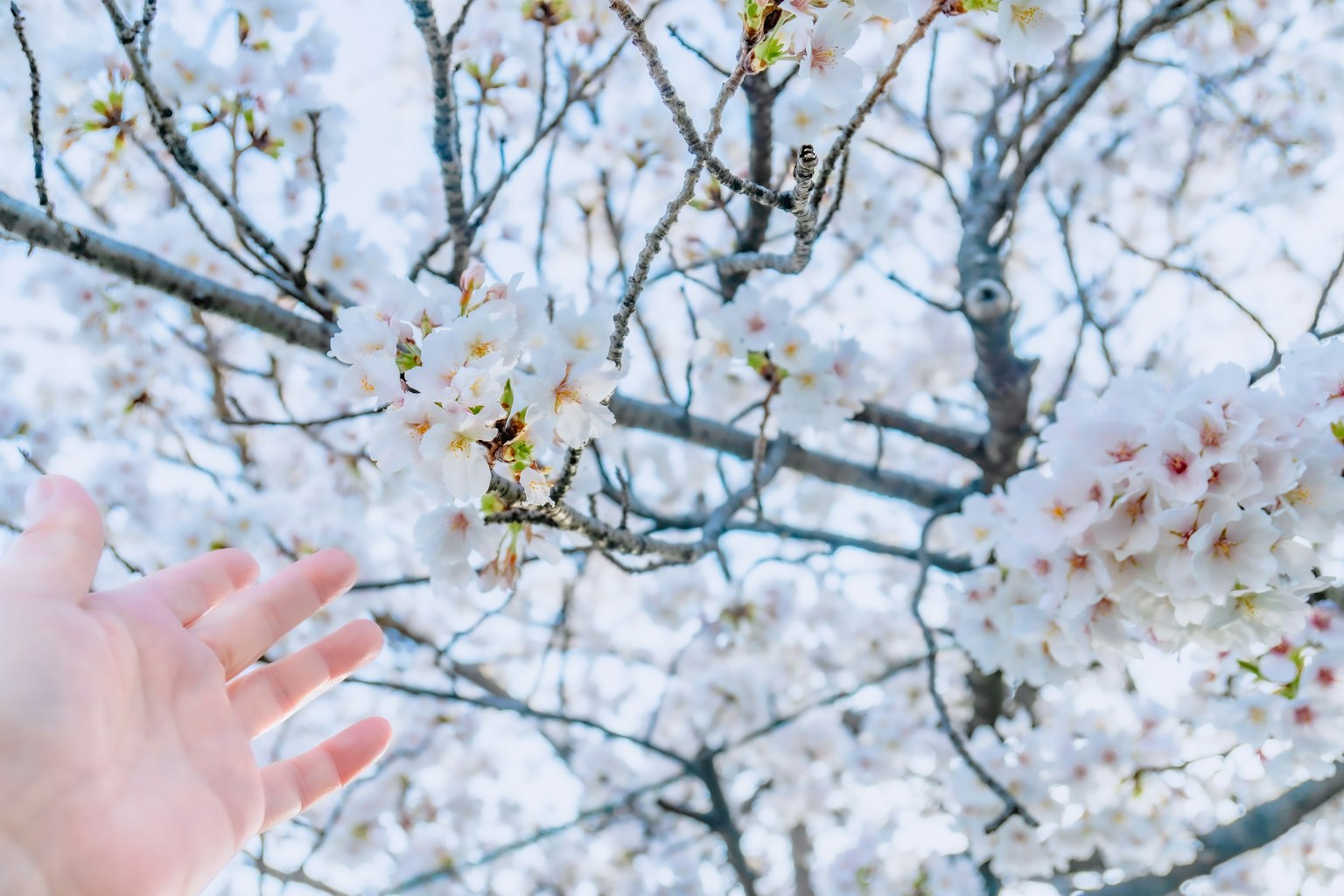 A hand reaching towards cherry blossom flowers with a backdrop of white blooms and blue sky