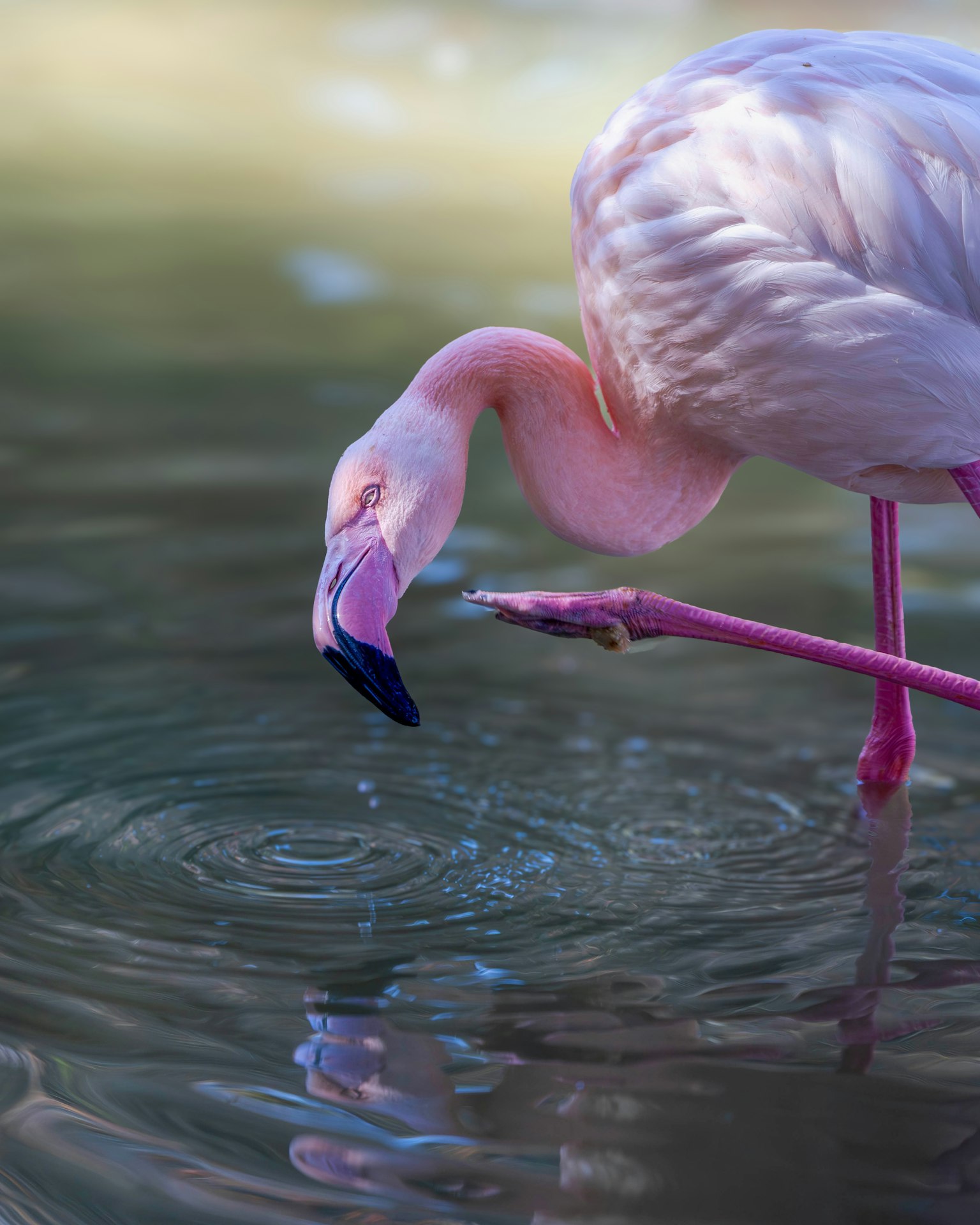 A beautiful flamingo bending down to observe the water surface with its reflection visible