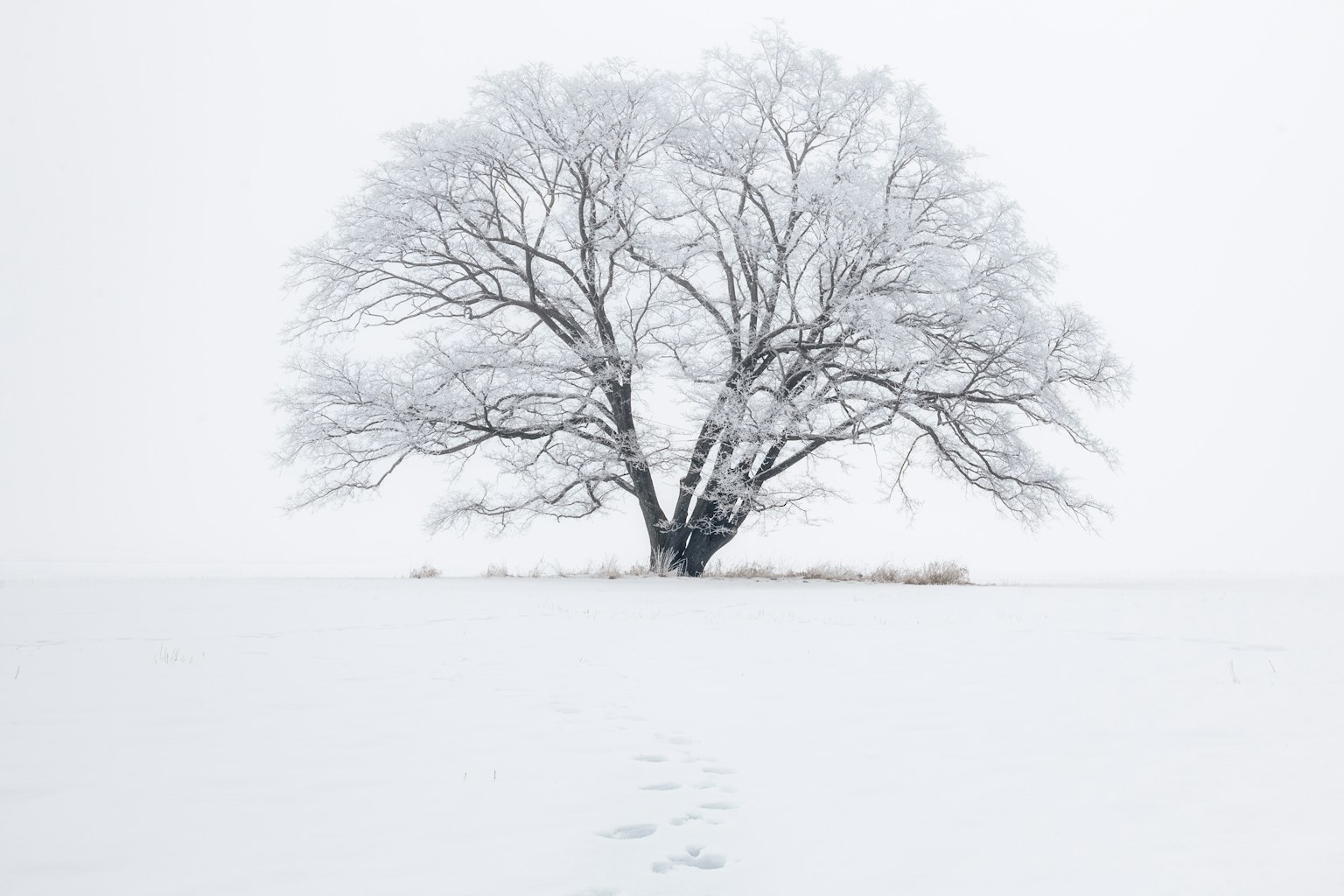 一棵覆盖着雪的大树在白色背景下