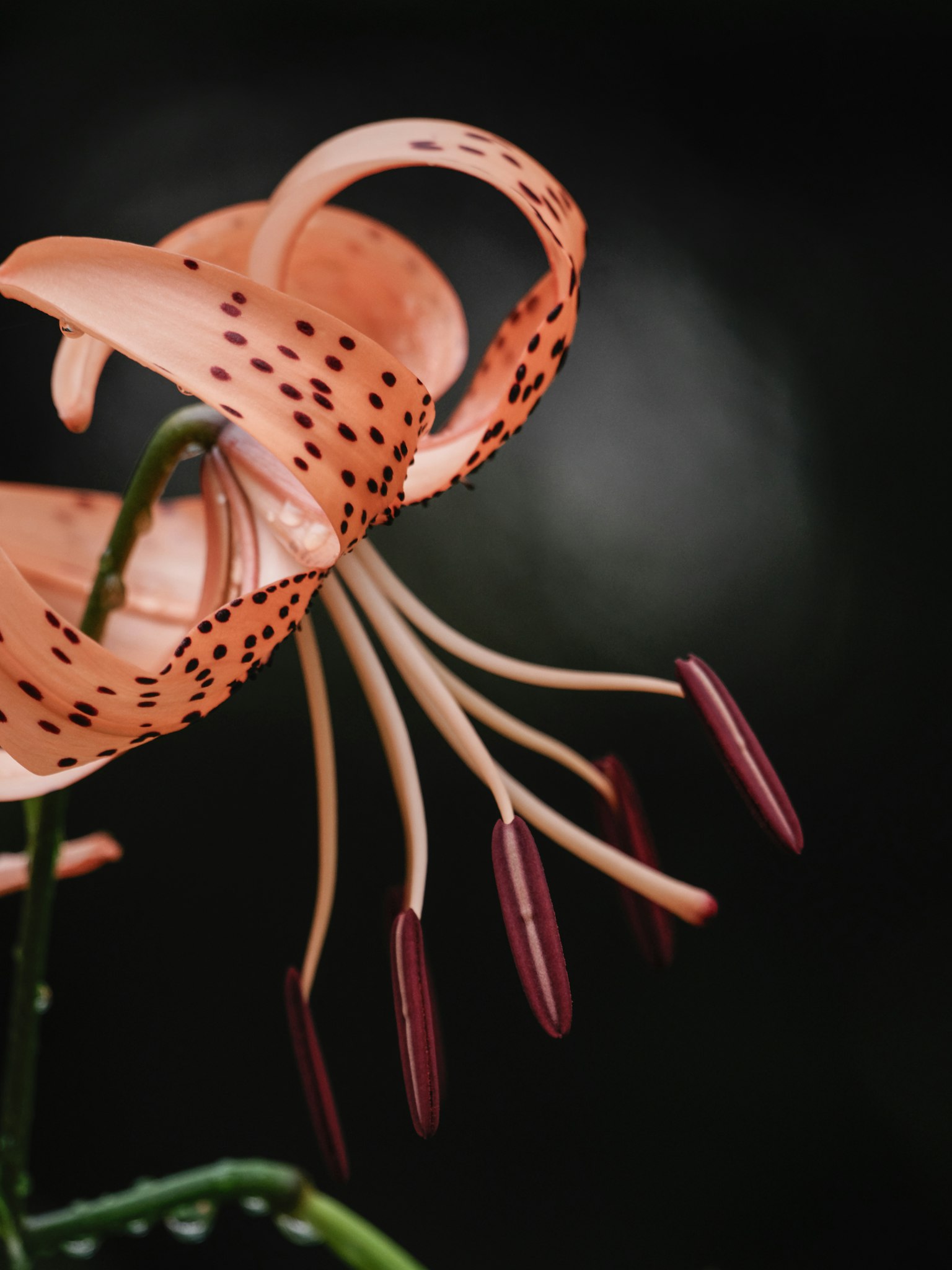 Imagen en primer plano de una flor de lirio naranja con fondo oscuro