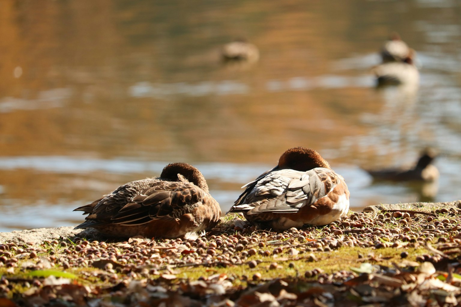 Dos patos descansando junto al agua