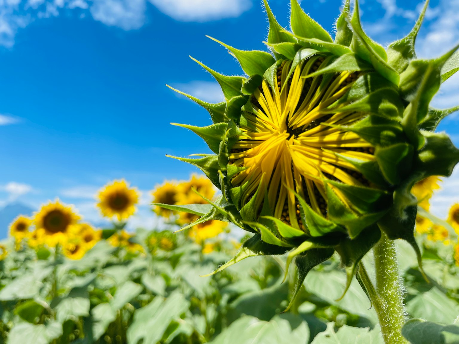 Un bocciolo di girasole sotto un cielo blu con girasoli in fiore sullo sfondo