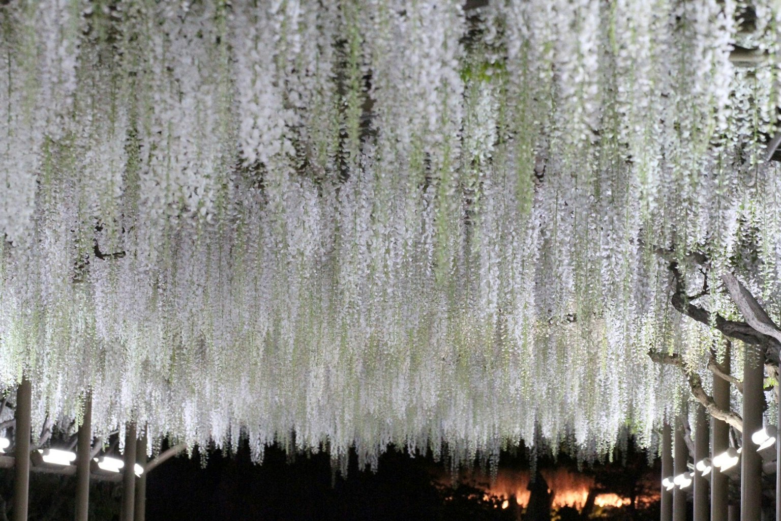 Bellissimo tunnel di fiori di glicine bianchi appesi