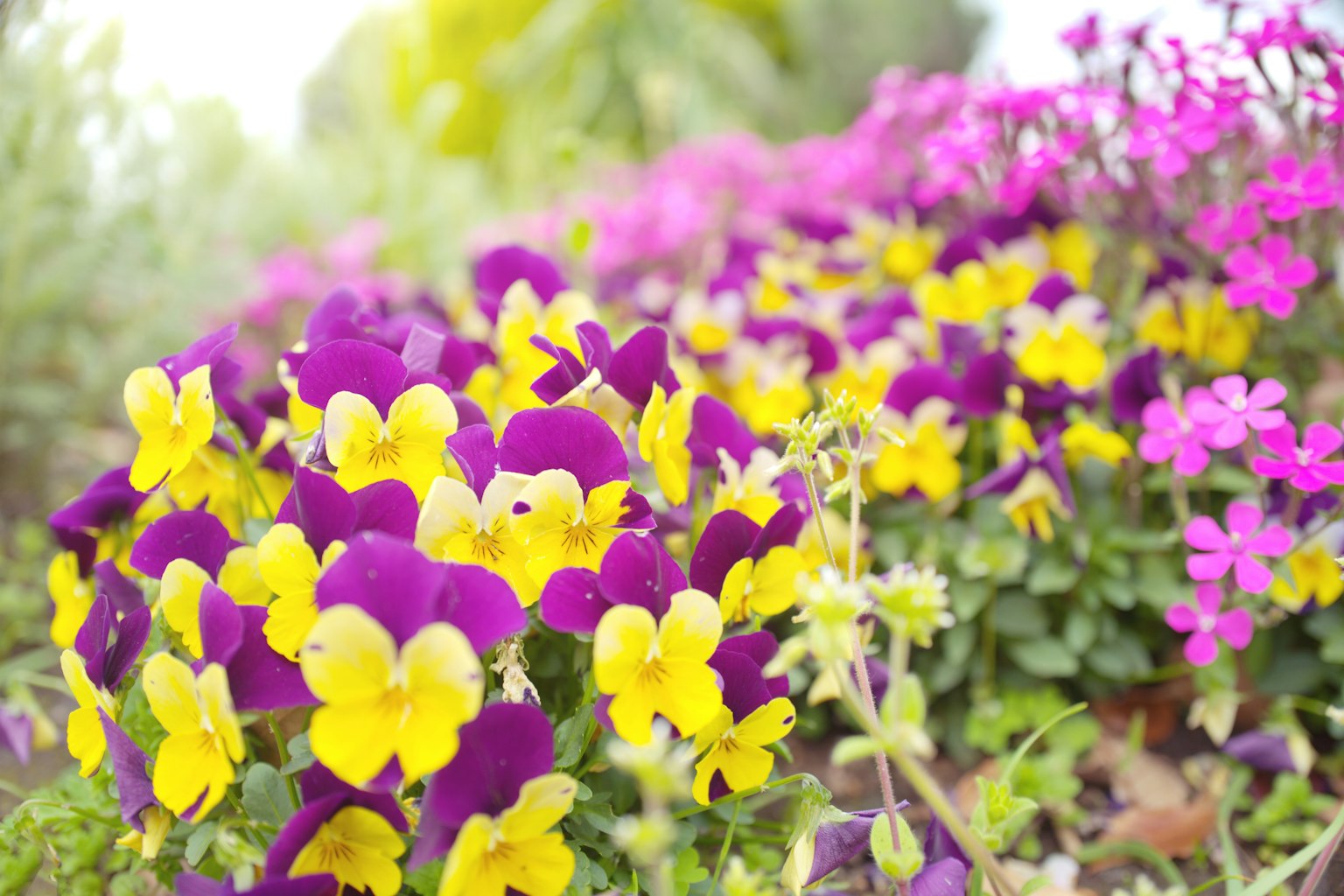 Pansèe colorate e fiori rosa che fioriscono in un giardino
