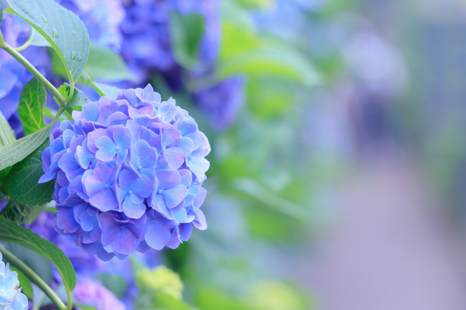 Gros plan d'une fleur d'hortensia bleue avec un arrière-plan vert flou