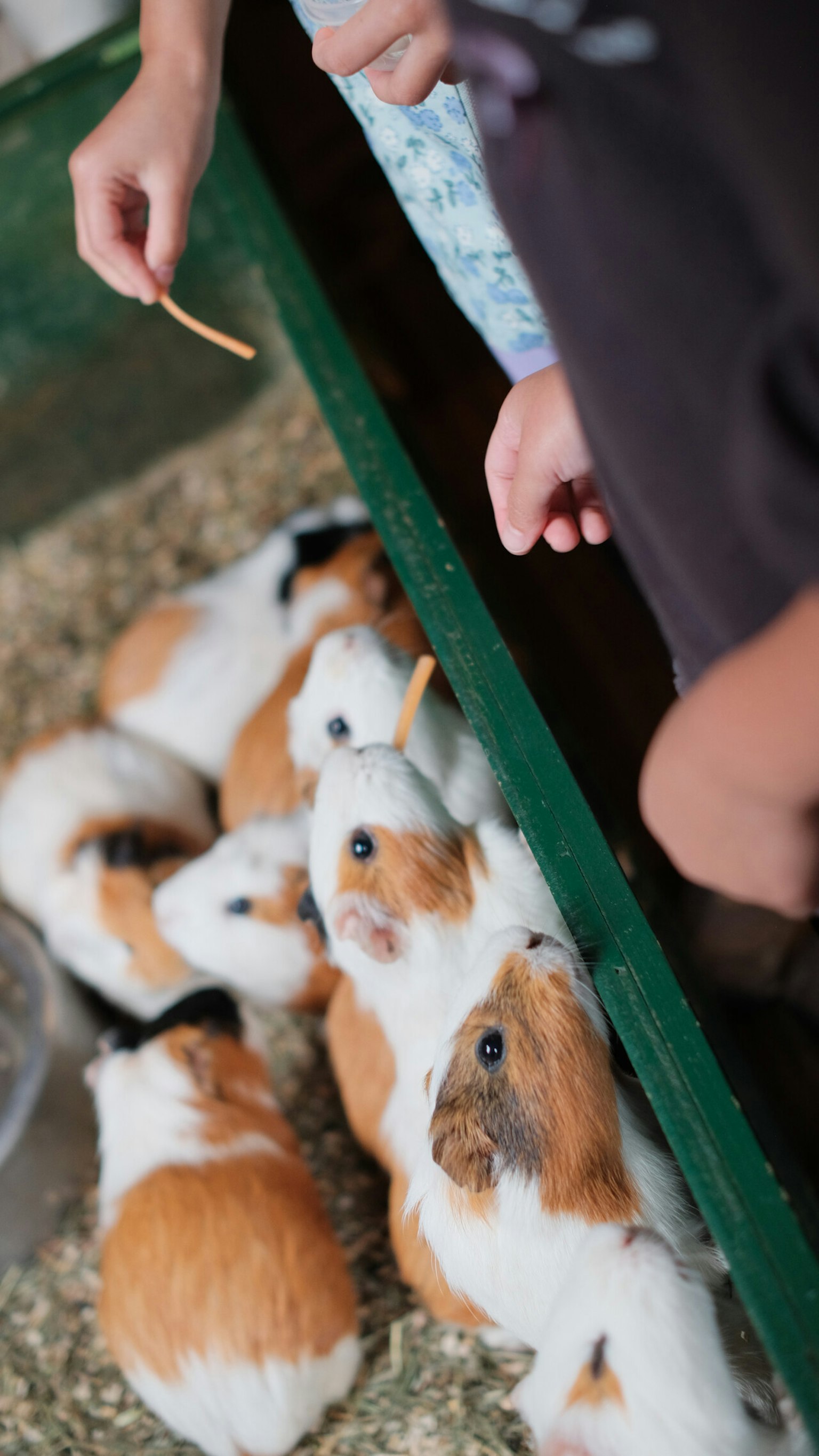 数匹のモルモットが飼育箱の中で餌を待っている様子