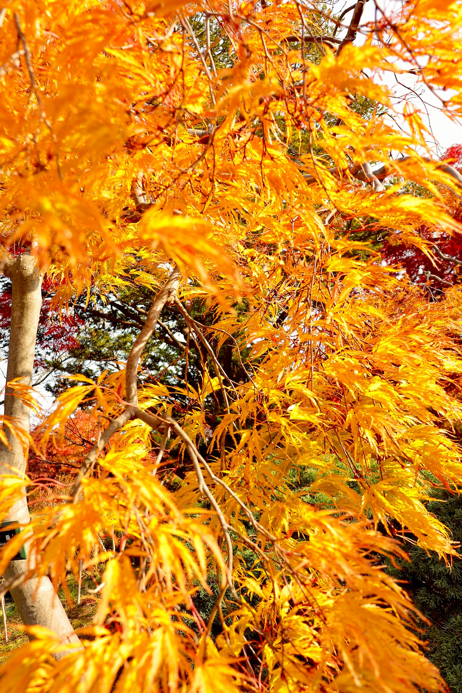 Foto close-up pohon dengan daun kuning cerah