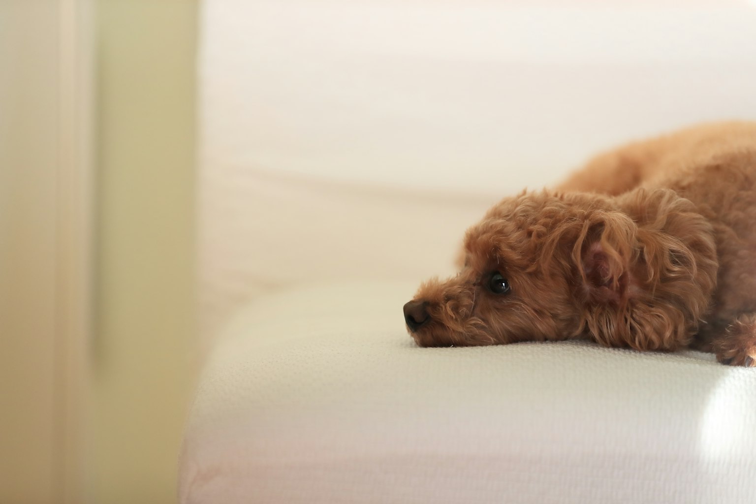Poodle marrón acostado en un sofá