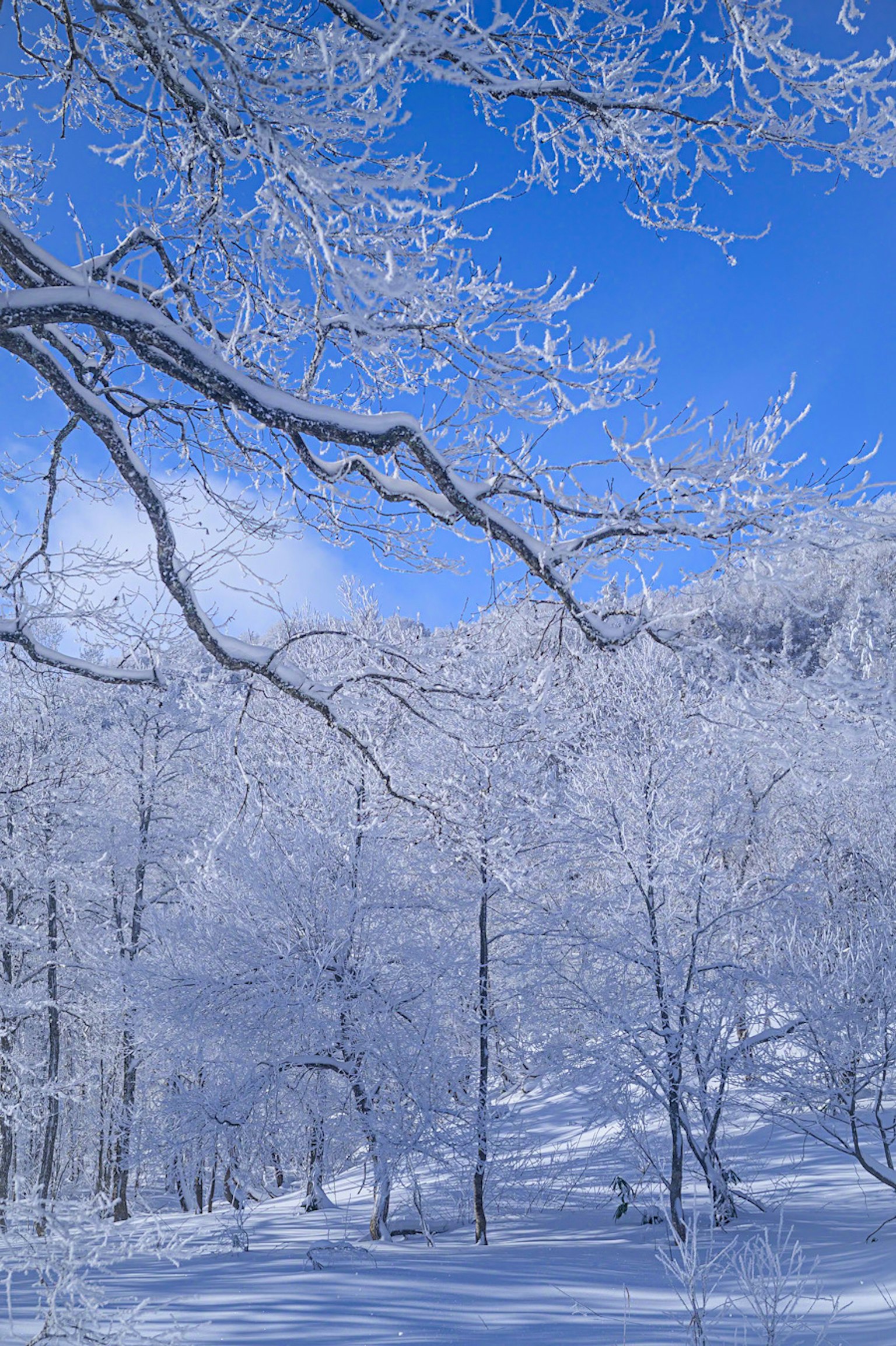 雪覆盖的树木和蓝天的冬季景观