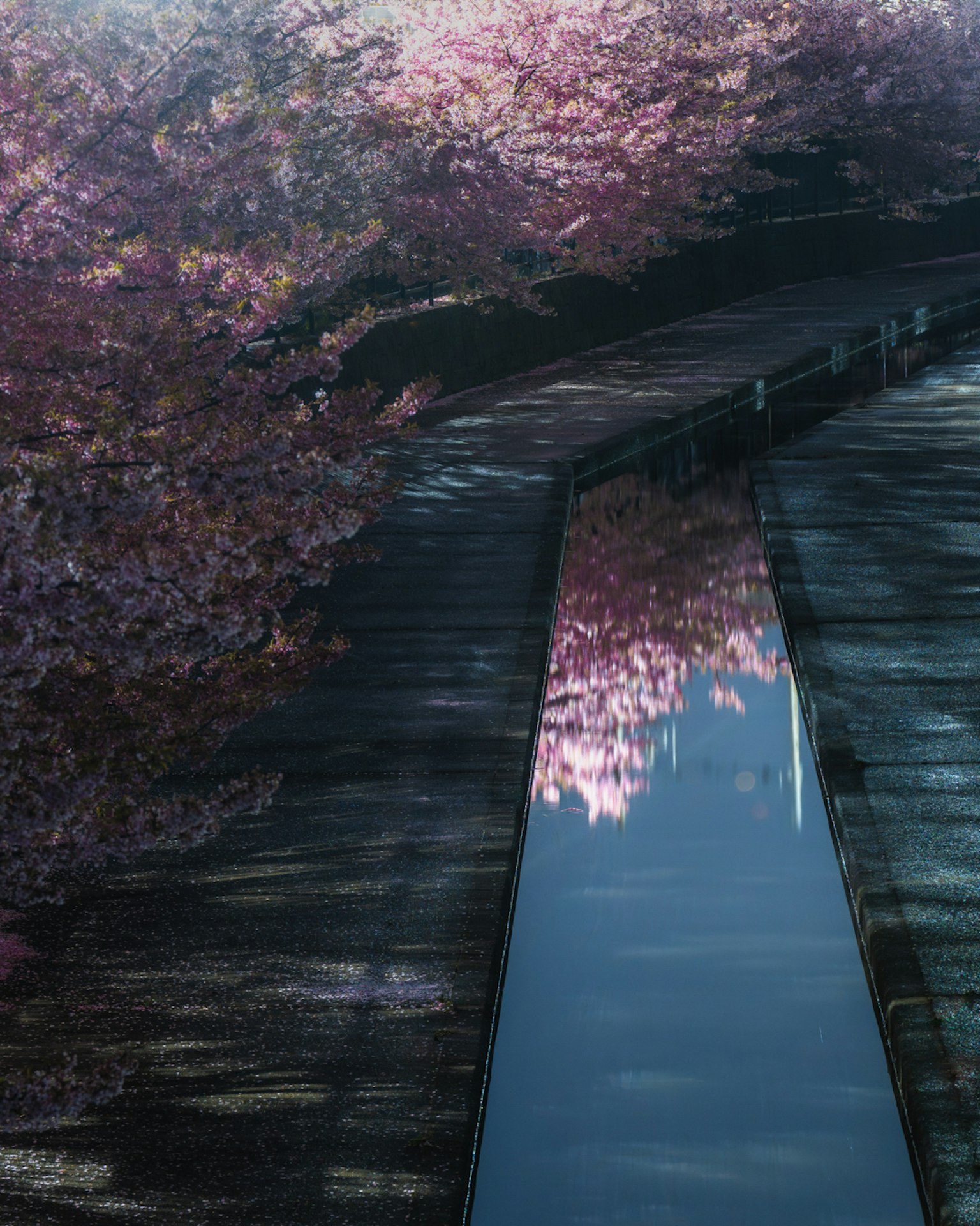 Pathway lined with cherry blossom trees reflecting in water