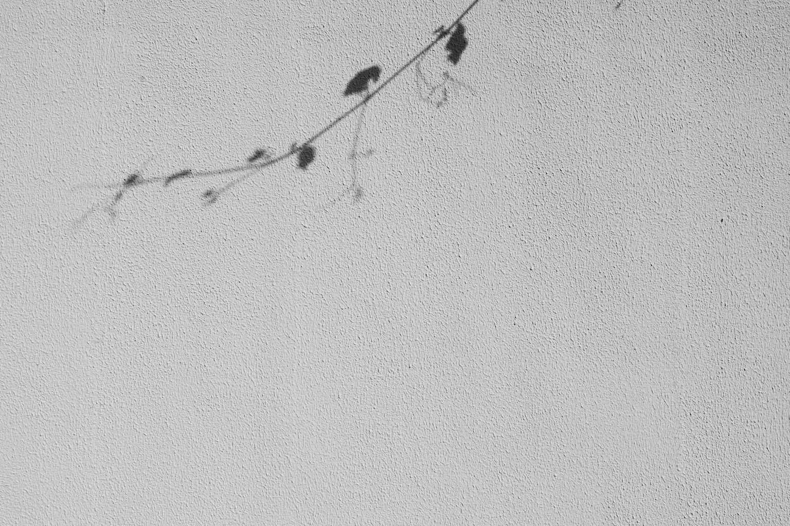 Un ramo sottile con foglie su uno sfondo bianco