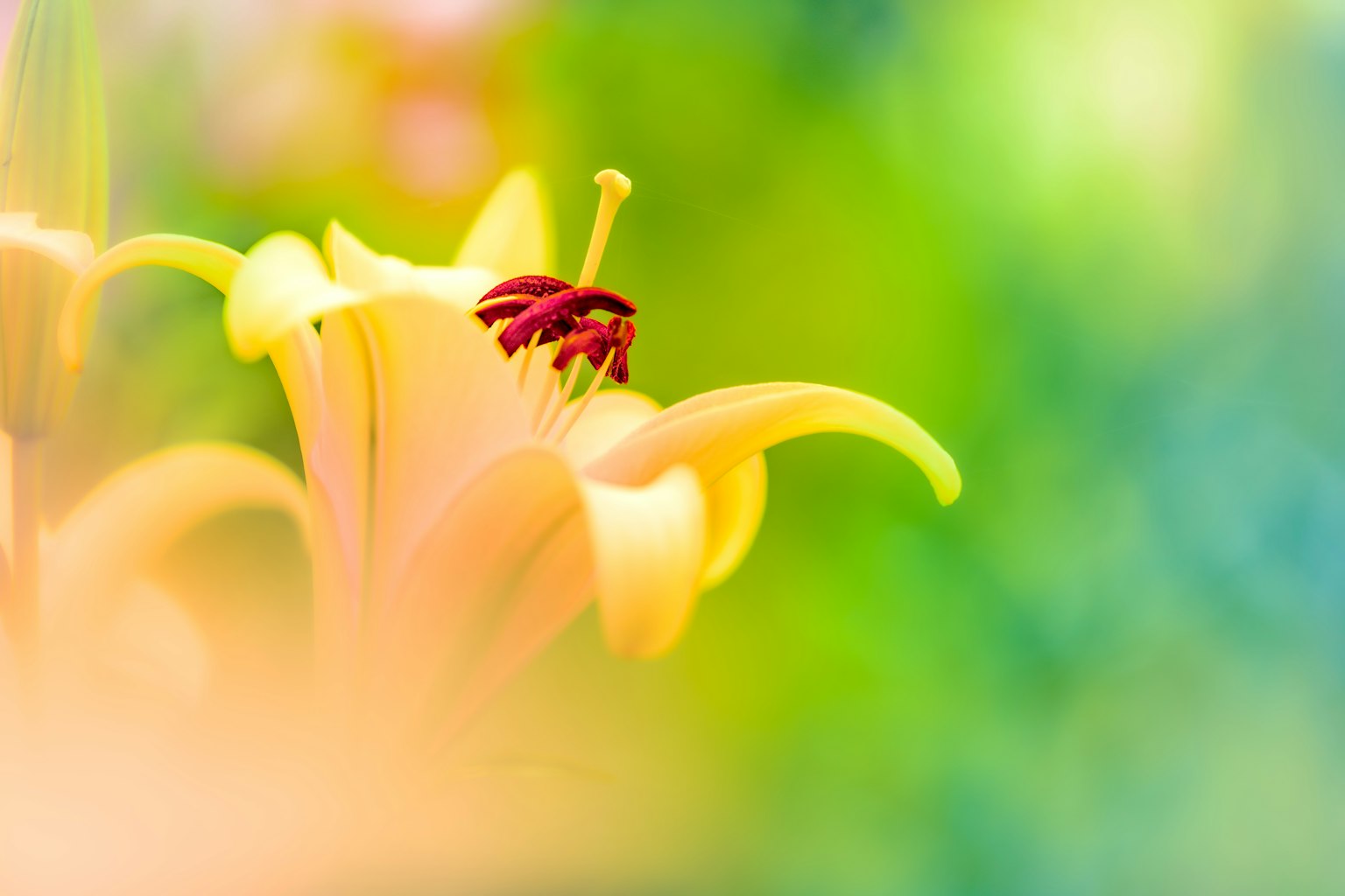 鲜艳的黄色百合花特写 背景为模糊的绿色