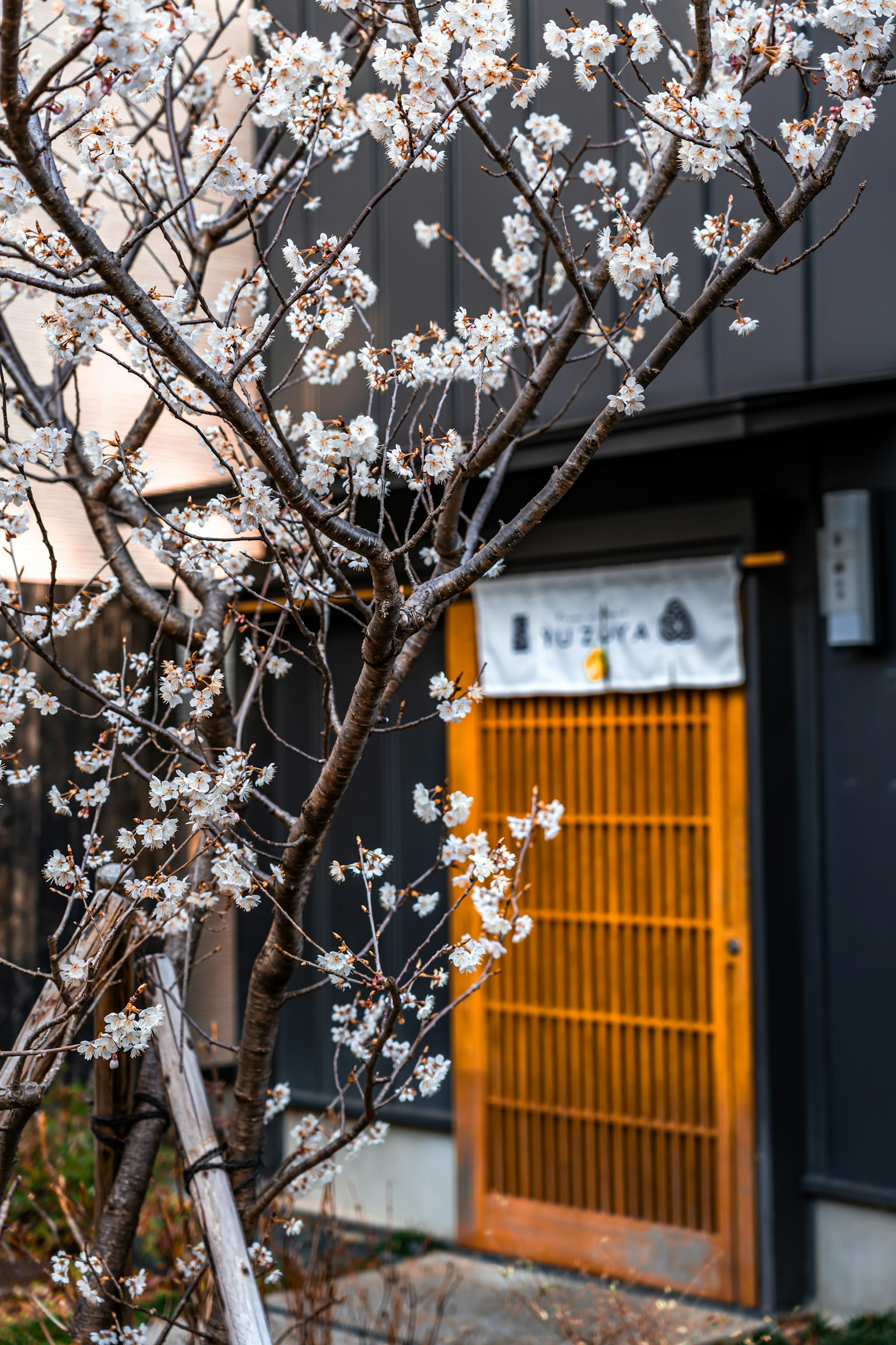 Una porta giapponese tradizionale con listelli di legno incorniciata da fiori bianchi in fiore