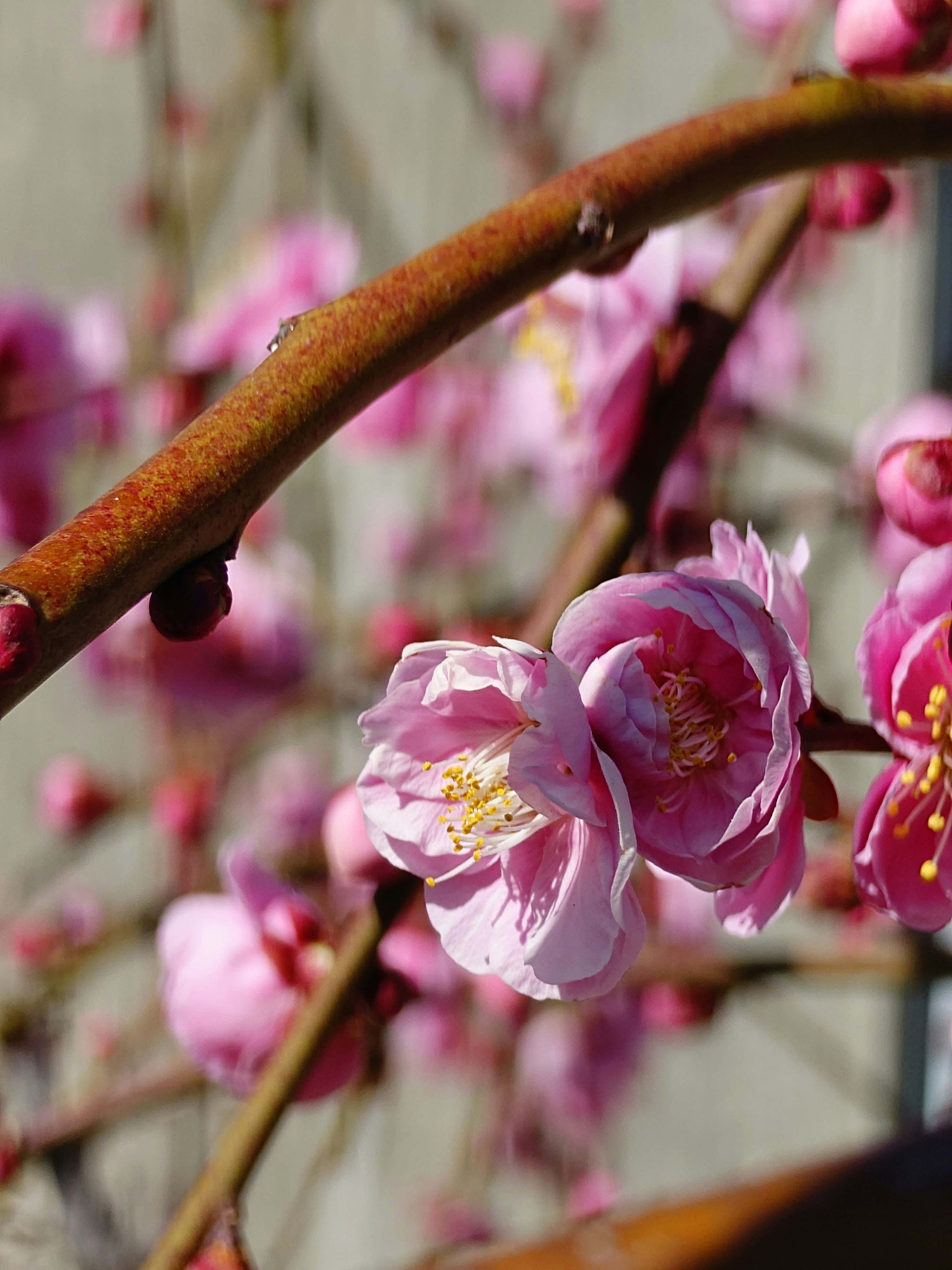 梅の花が枝先に咲く春の花のクローズアップ