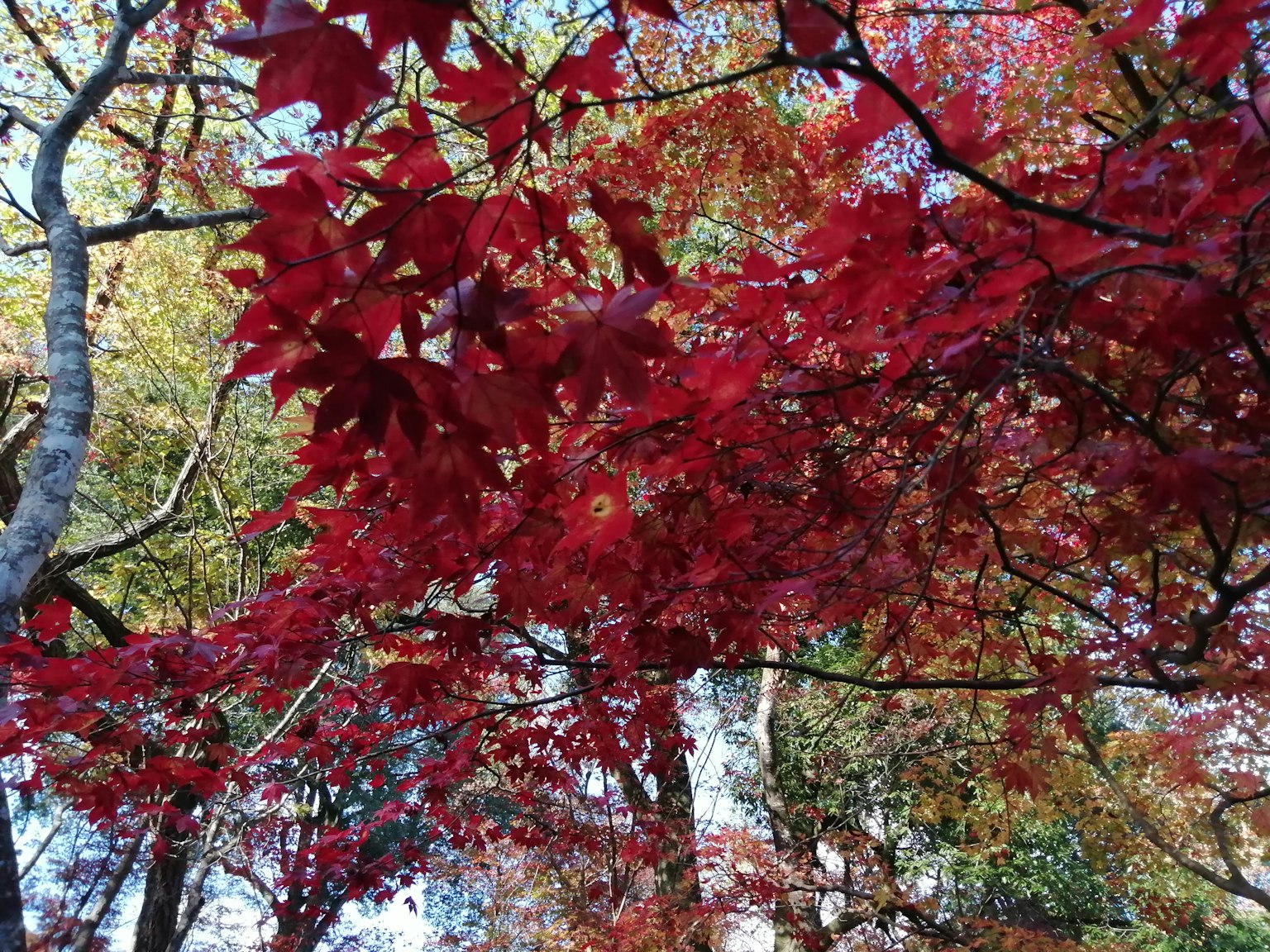 Feuilles rouges vives sur des arbres dans un paysage automnal coloré