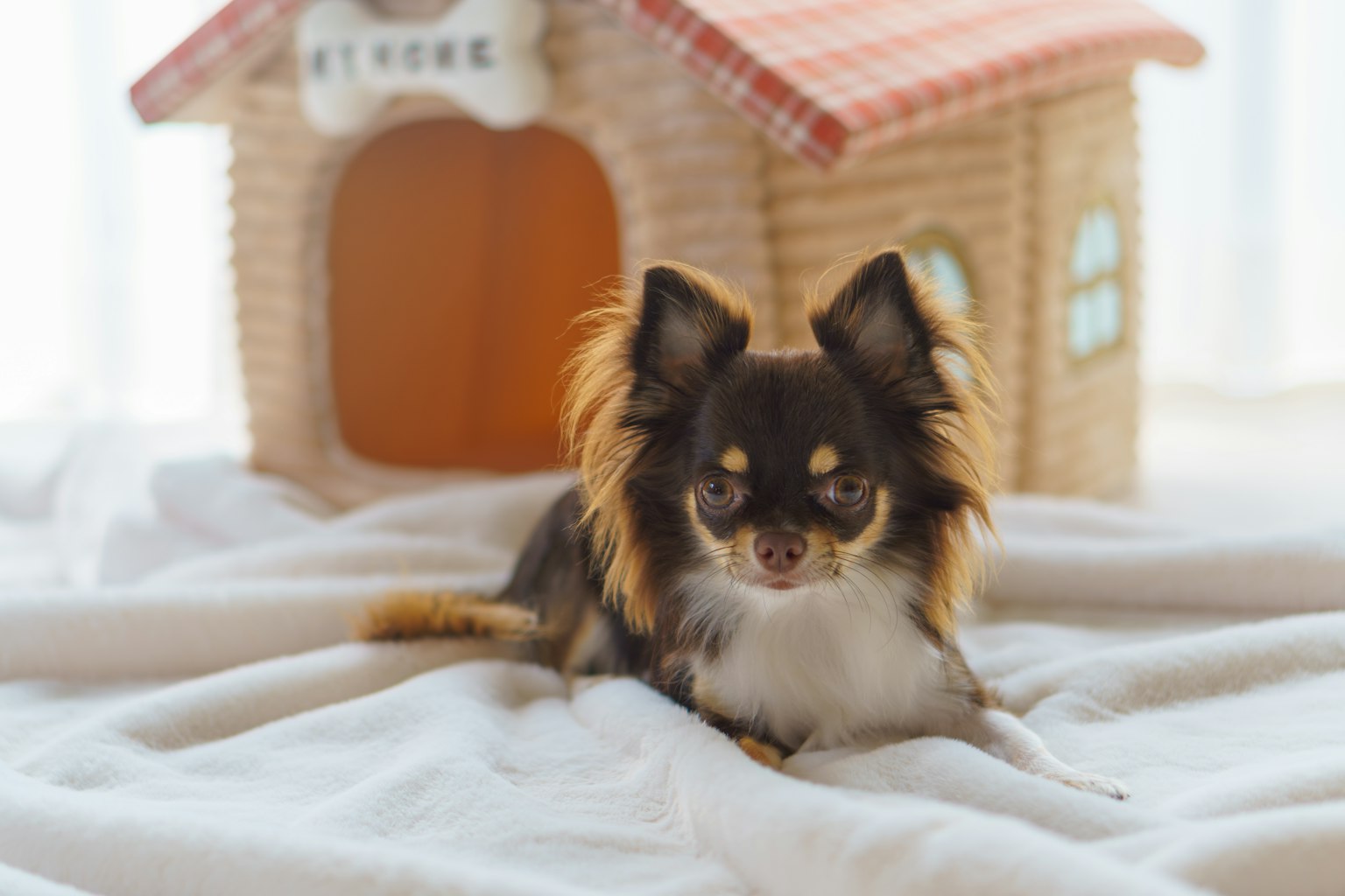 Một chú chihuahua nâu nằm trên chăn trắng trước một ngôi nhà nhỏ