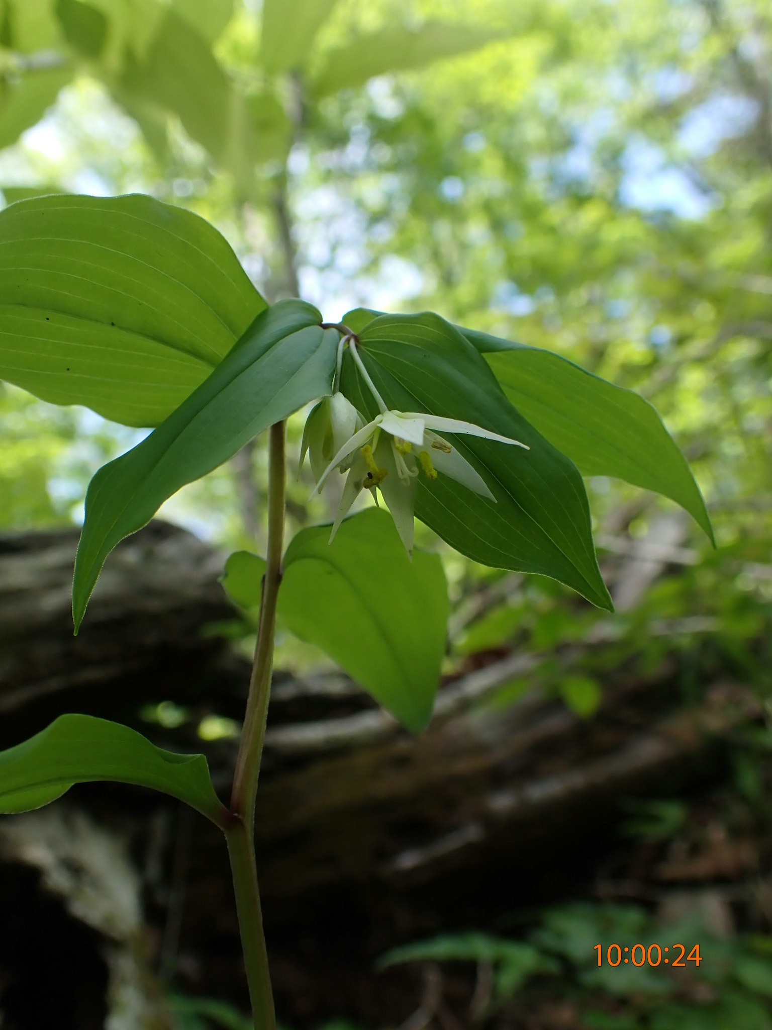 特写植物，绿色叶子和白色花朵