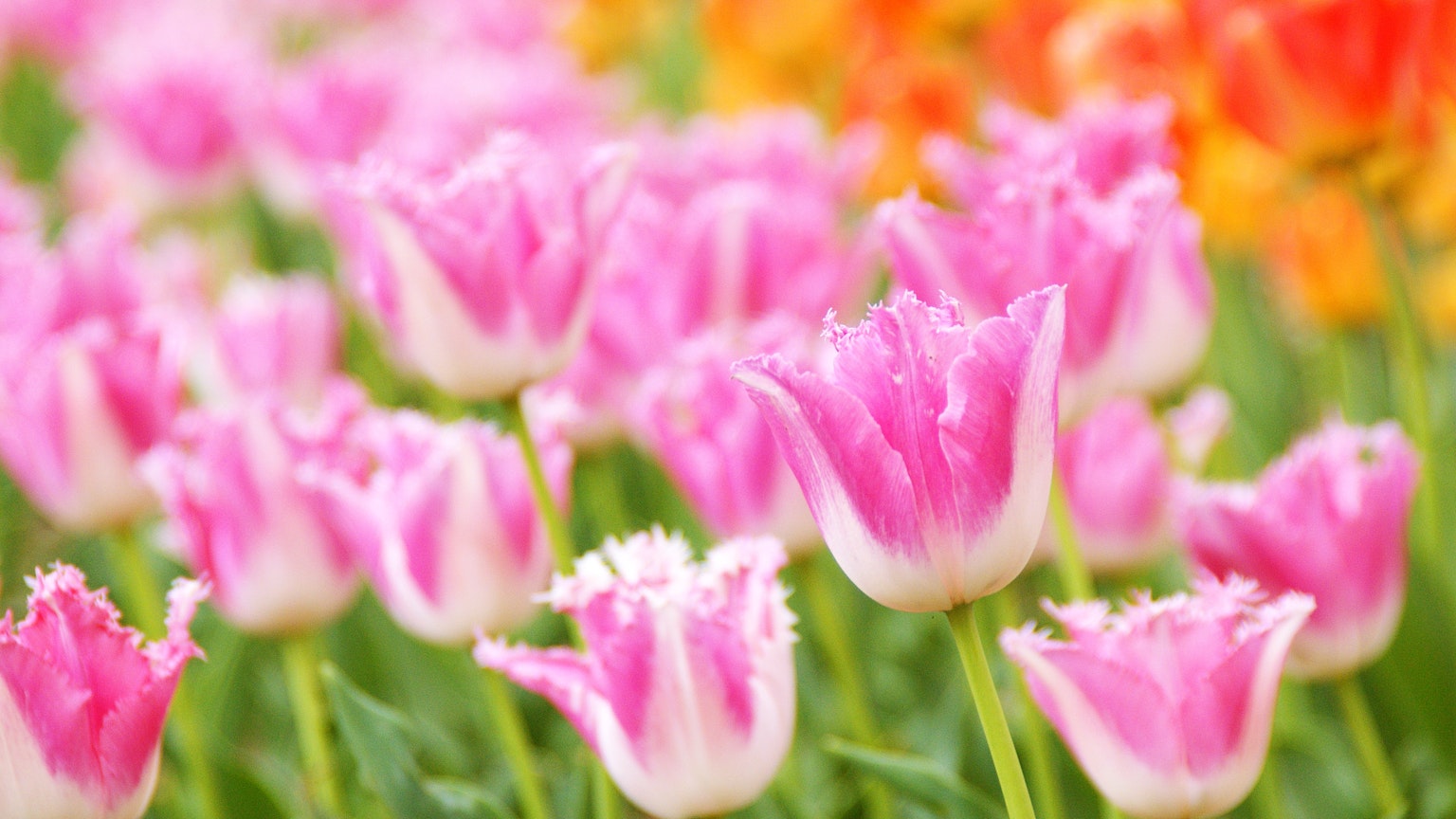 Un champ vibrant de tulipes roses et oranges en fleurs