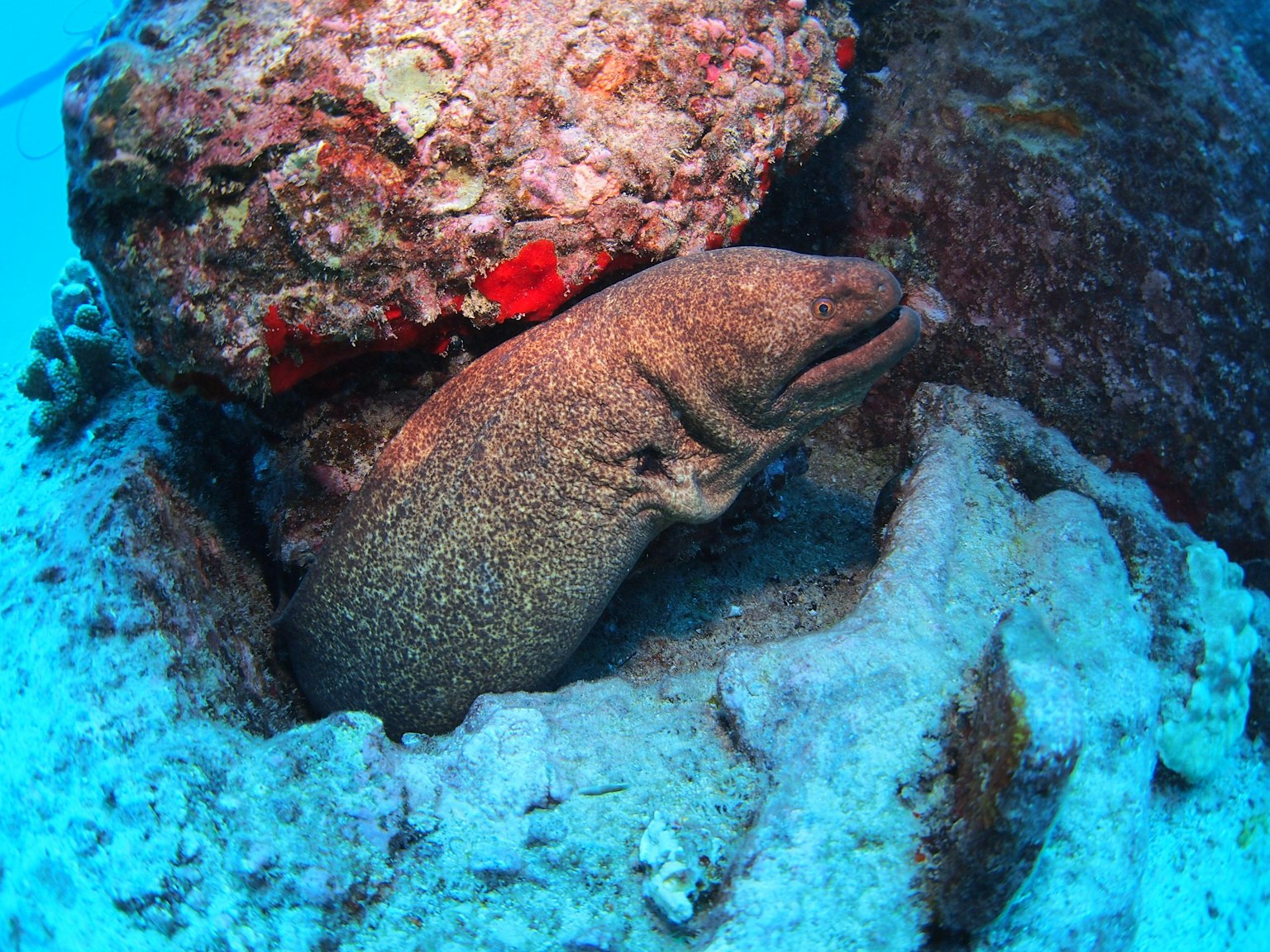 Gambar belut moray yang terletak di antara batu di bawah air
