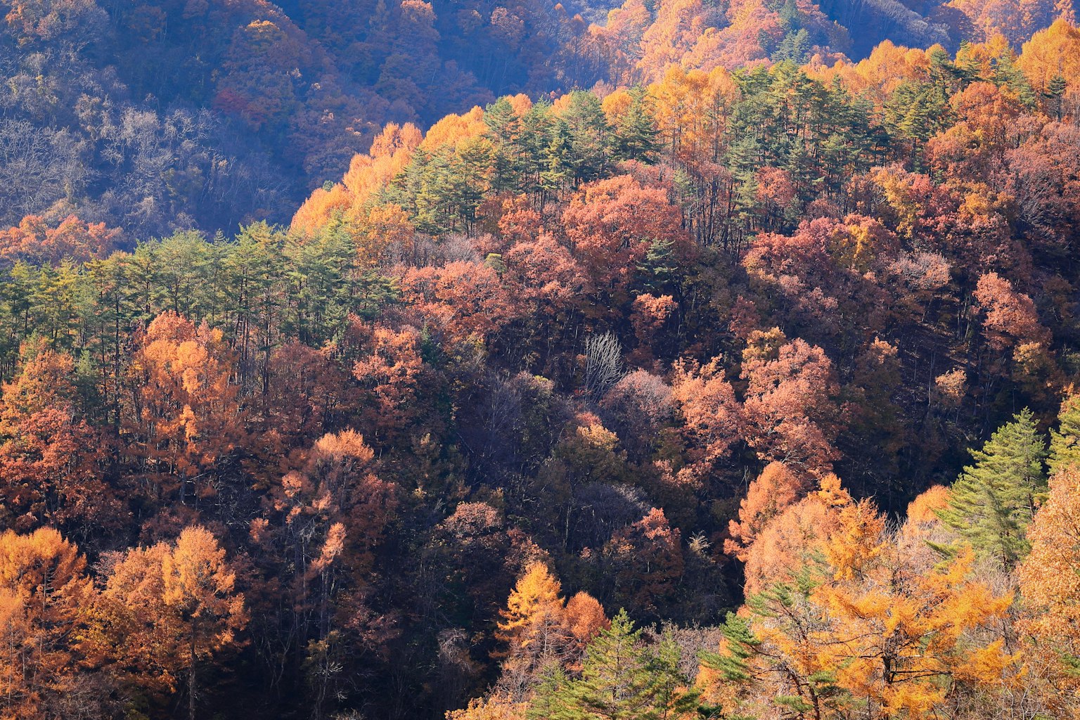 Foglie autunnali vivaci che coprono colline e alberi