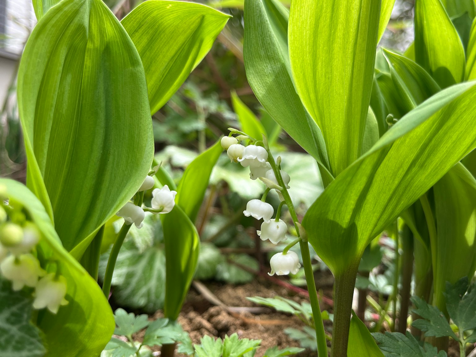 Cluster of lily of the valley with green leaves and white flowers